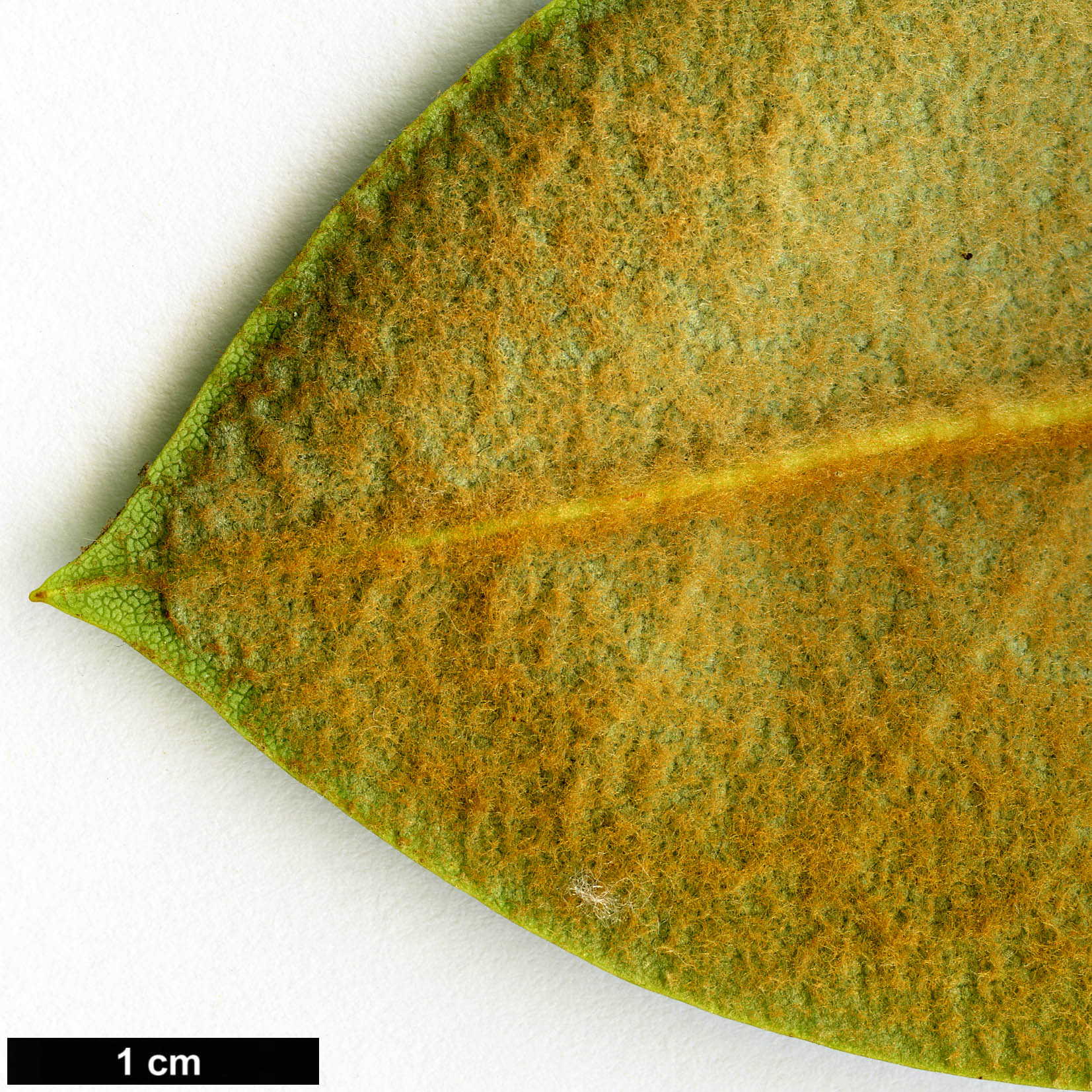 High resolution image: Family: Ericaceae - Genus: Rhododendron - Taxon: rufum