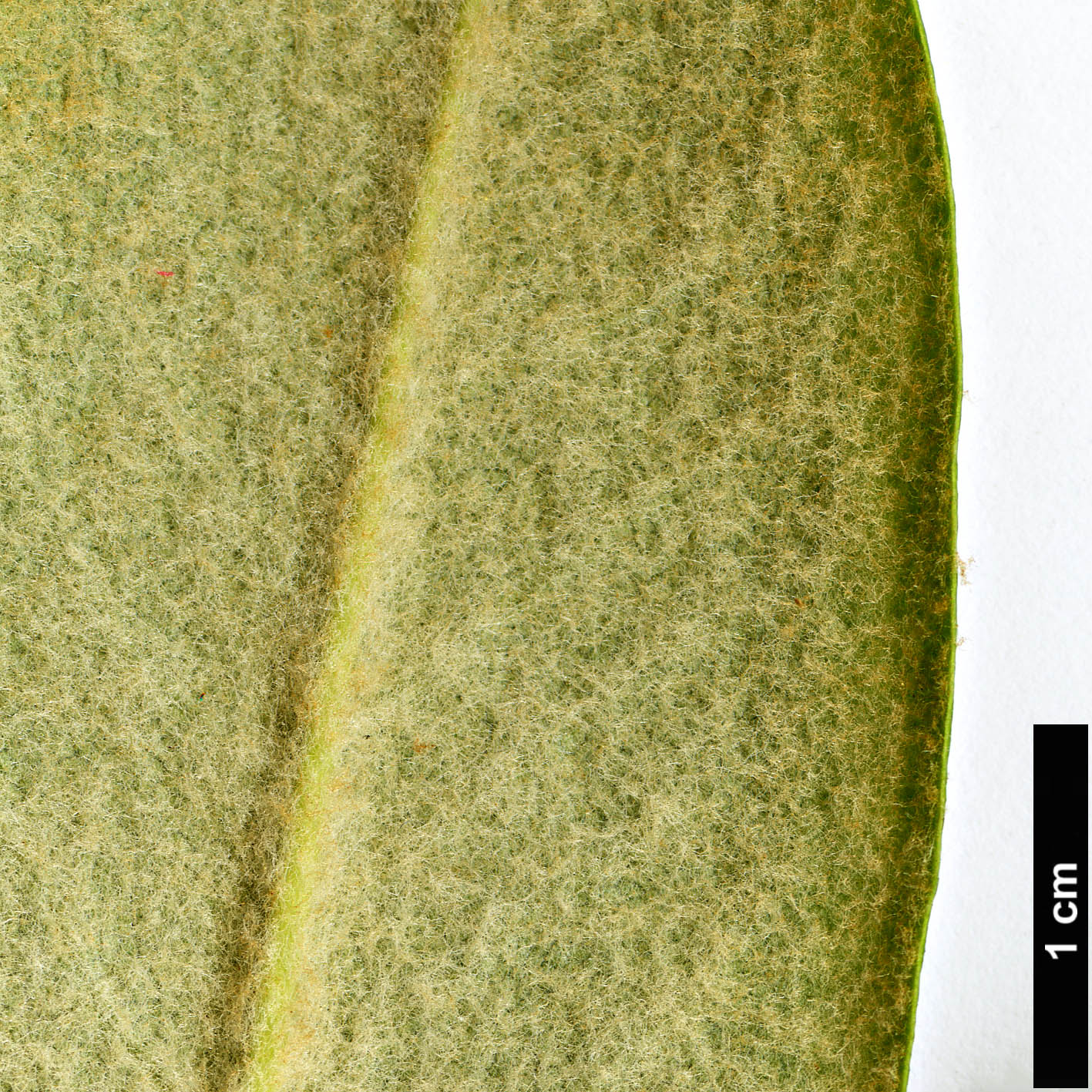 High resolution image: Family: Ericaceae - Genus: Rhododendron - Taxon: rufum