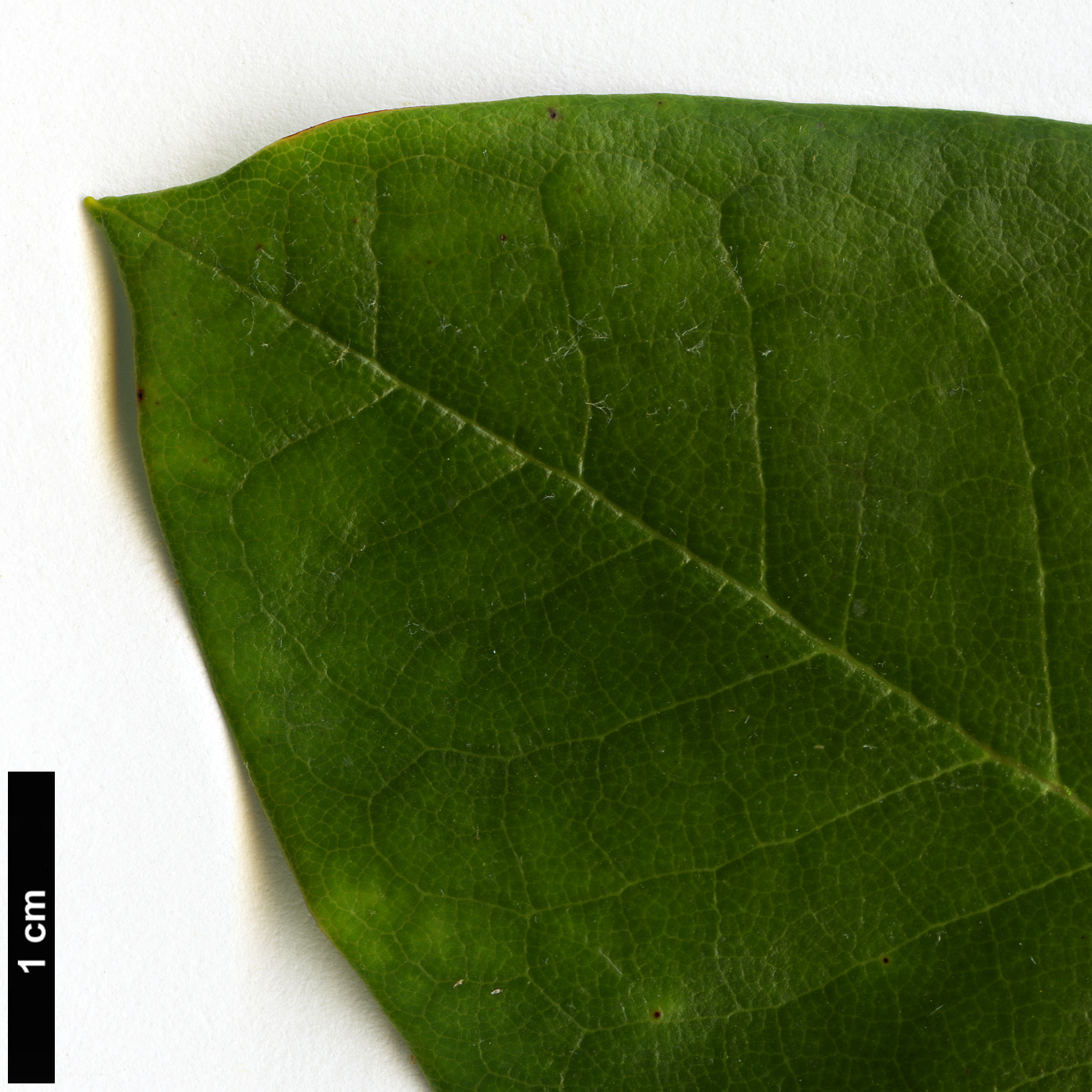 High resolution image: Family: Ericaceae - Genus: Rhododendron - Taxon: rufum