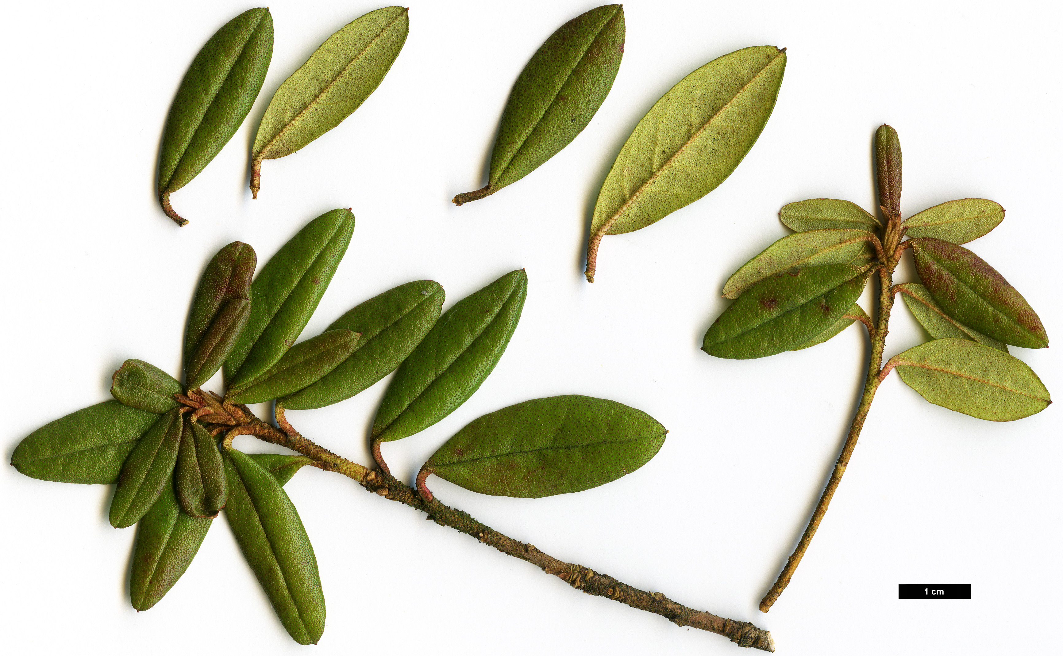 High resolution image: Family: Ericaceae - Genus: Rhododendron - Taxon: russatum