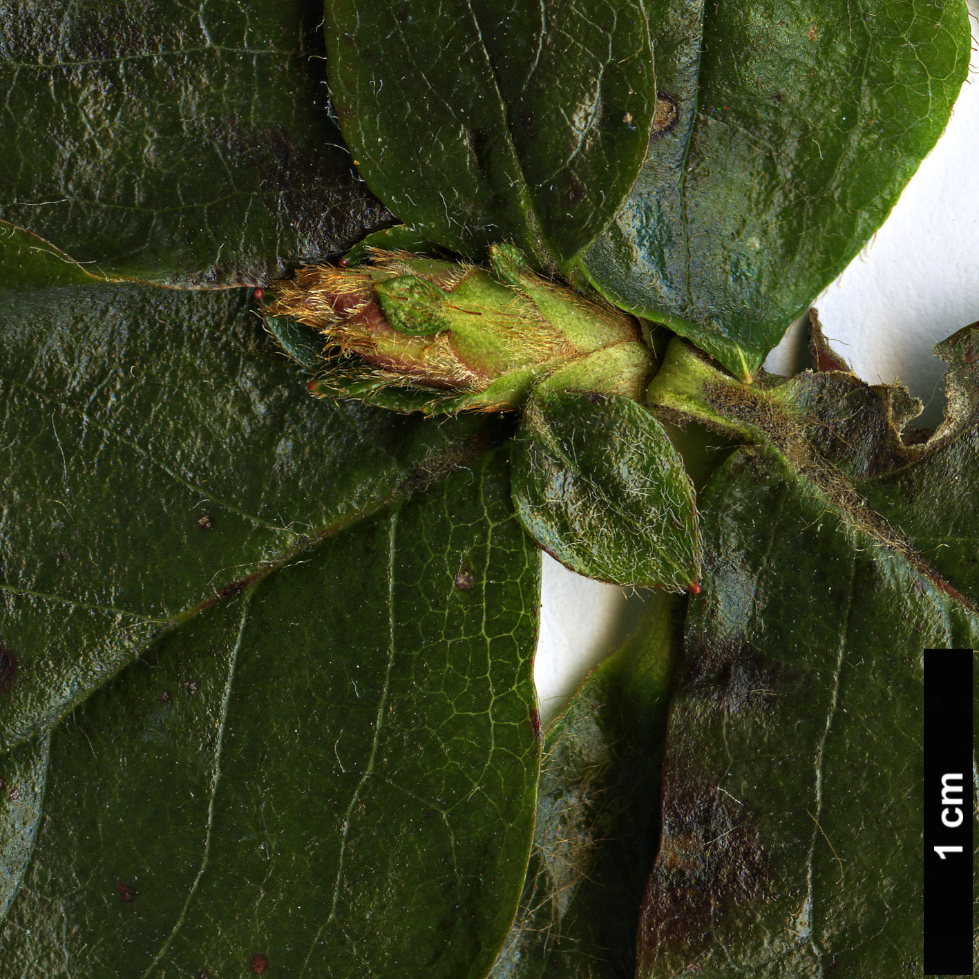 High resolution image: Family: Ericaceae - Genus: Rhododendron - Taxon: sanctum