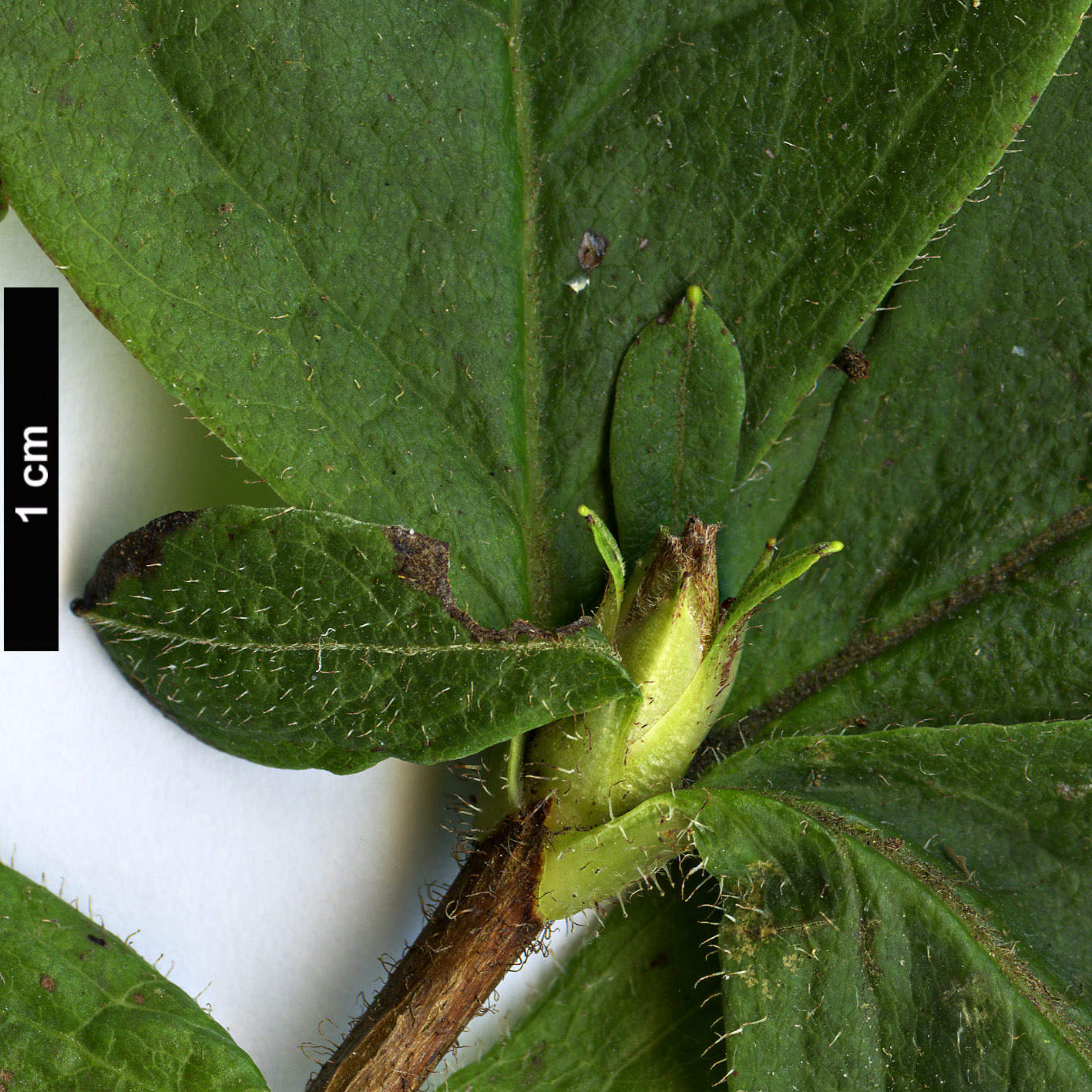 High resolution image: Family: Ericaceae - Genus: Rhododendron - Taxon: schlippenbachii