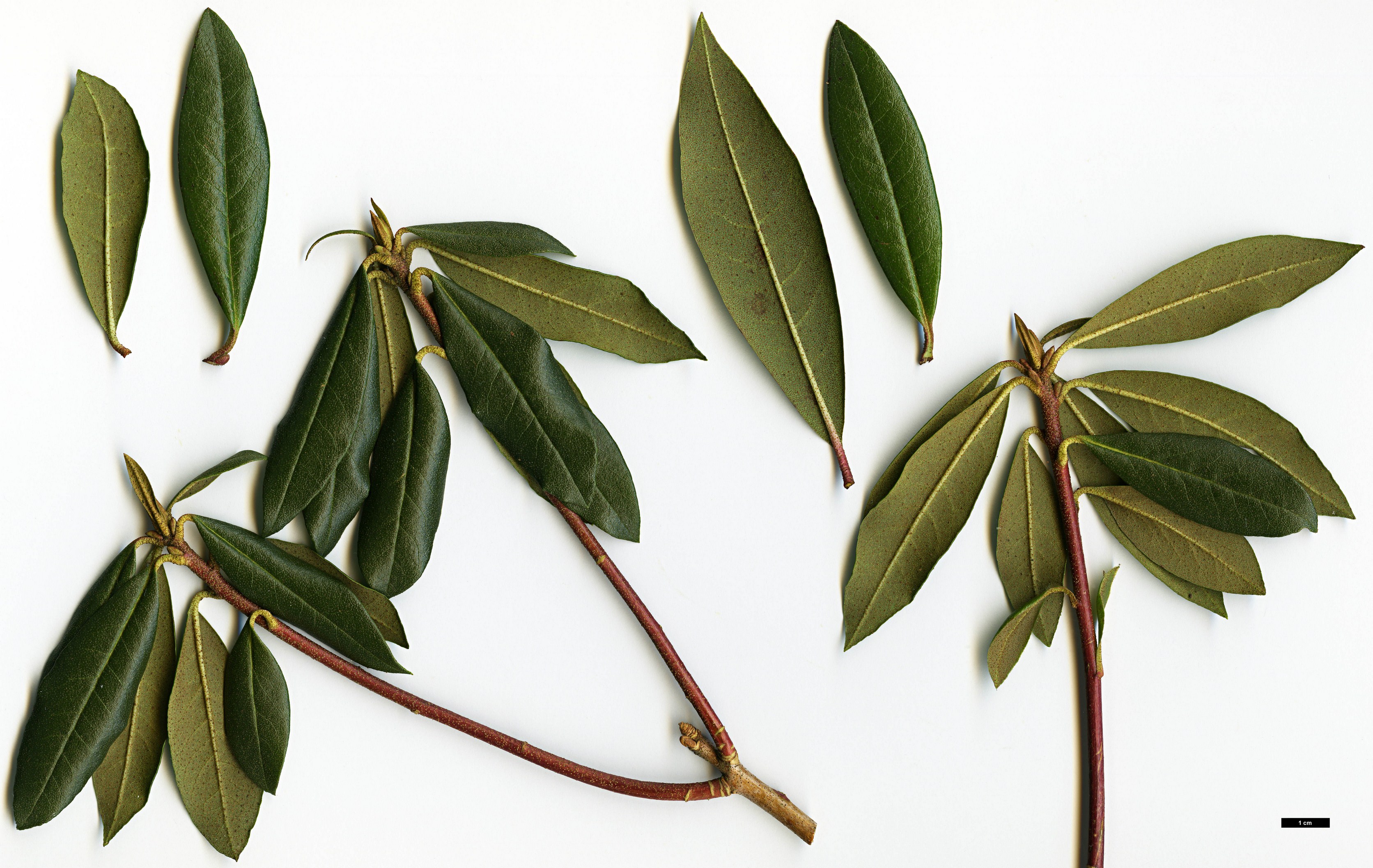 High resolution image: Family: Ericaceae - Genus: Rhododendron - Taxon: searsiae