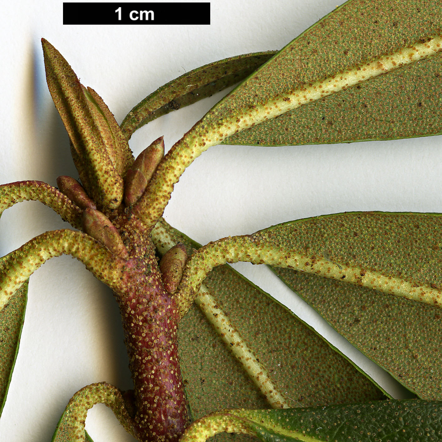 High resolution image: Family: Ericaceae - Genus: Rhododendron - Taxon: searsiae