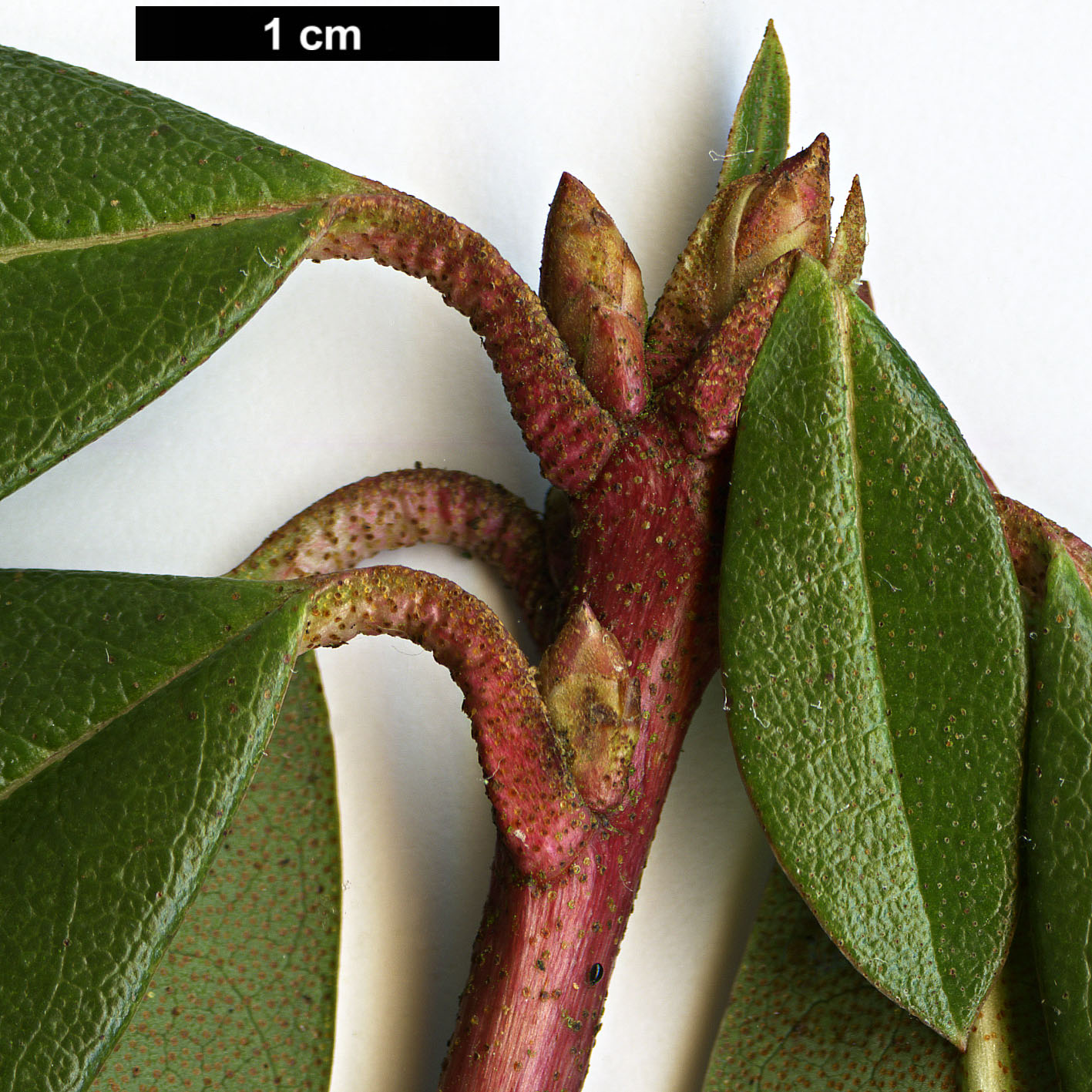 High resolution image: Family: Ericaceae - Genus: Rhododendron - Taxon: searsiae