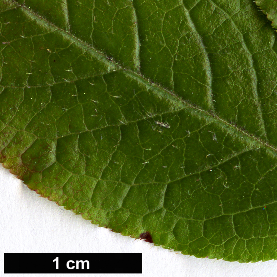 High resolution image: Family: Ericaceae - Genus: Rhododendron - Taxon: semibarbatum