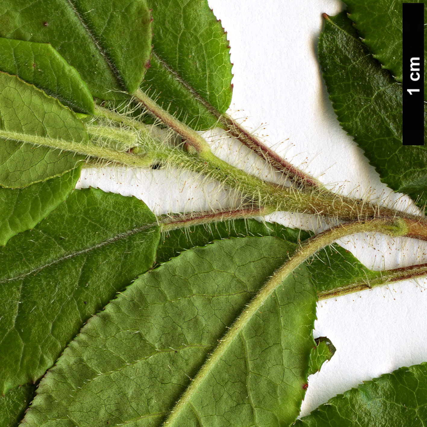 High resolution image: Family: Ericaceae - Genus: Rhododendron - Taxon: semibarbatum