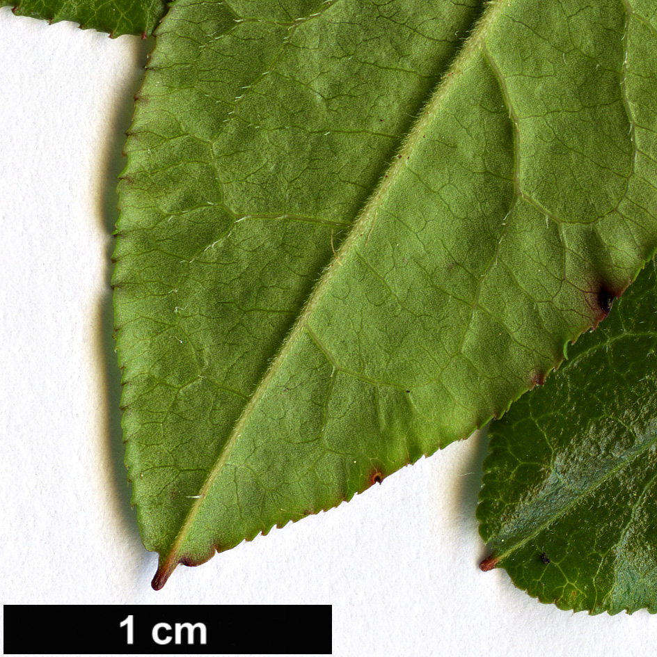 High resolution image: Family: Ericaceae - Genus: Rhododendron - Taxon: semibarbatum