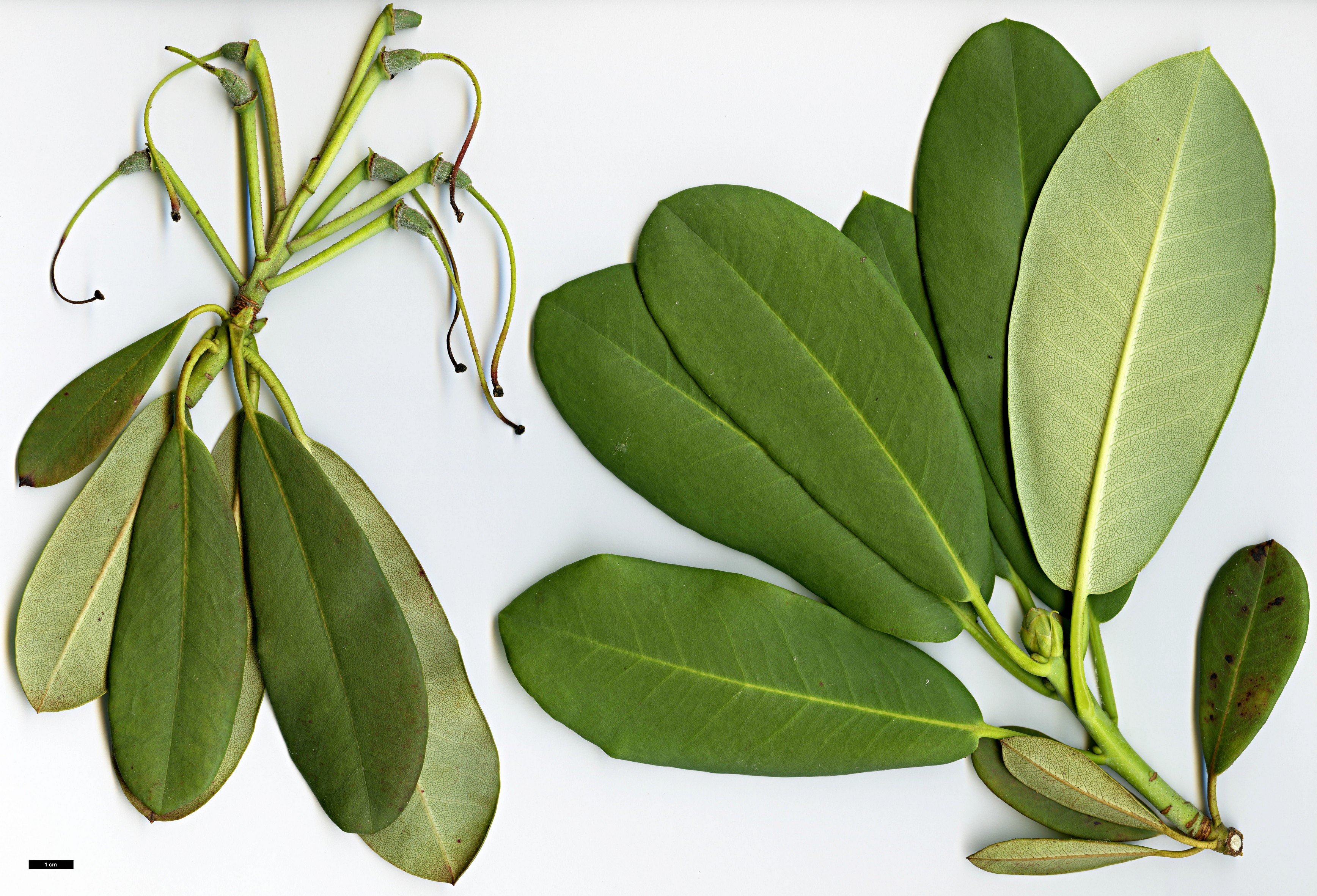 High resolution image: Family: Ericaceae - Genus: Rhododendron - Taxon: serotinum