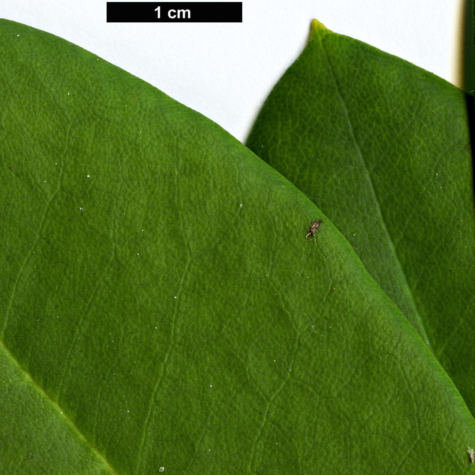 High resolution image: Family: Ericaceae - Genus: Rhododendron - Taxon: serotinum