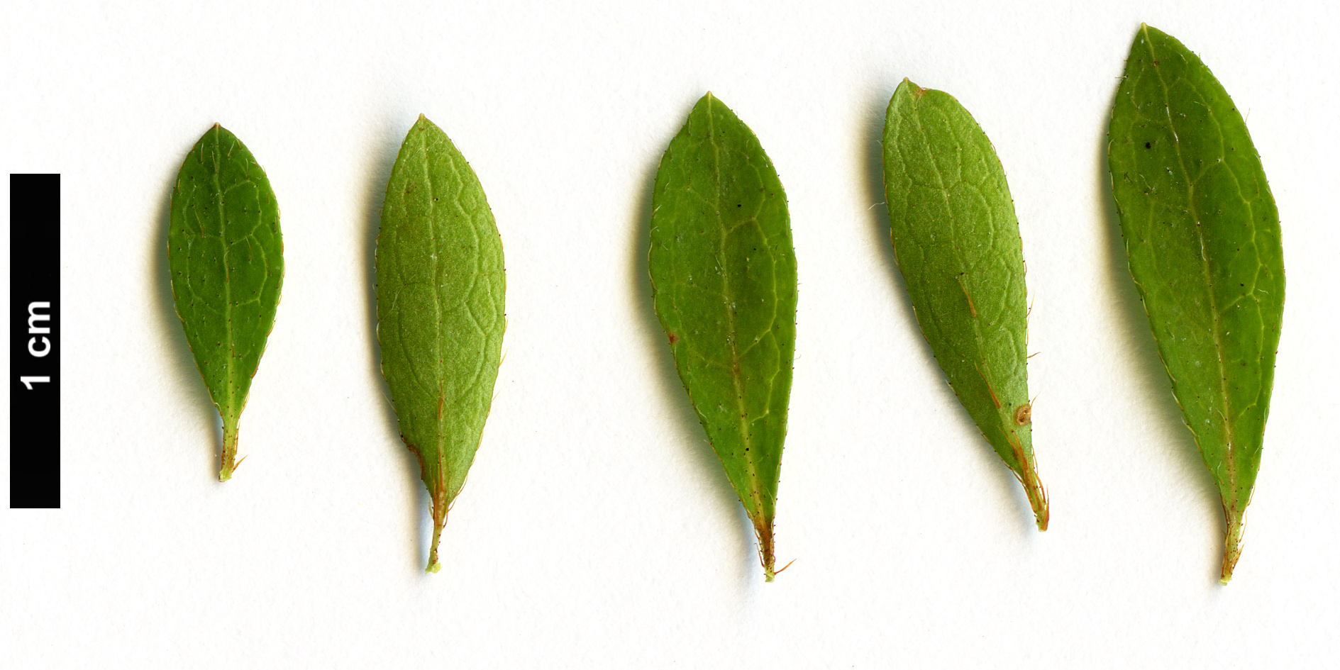 High resolution image: Family: Ericaceae - Genus: Rhododendron - Taxon: serpyllifolium