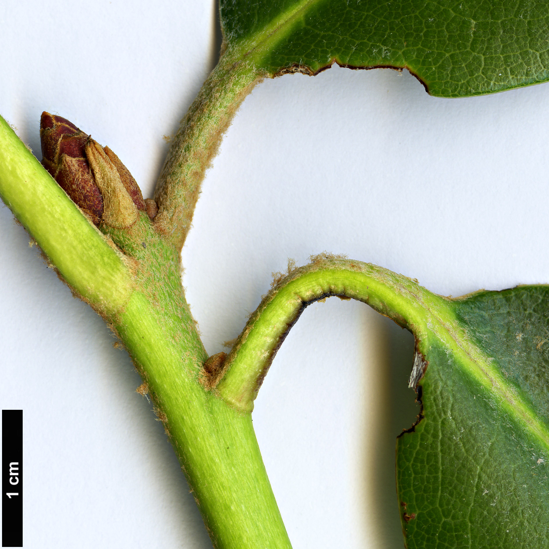 High resolution image: Family: Ericaceae - Genus: Rhododendron - Taxon: shanii