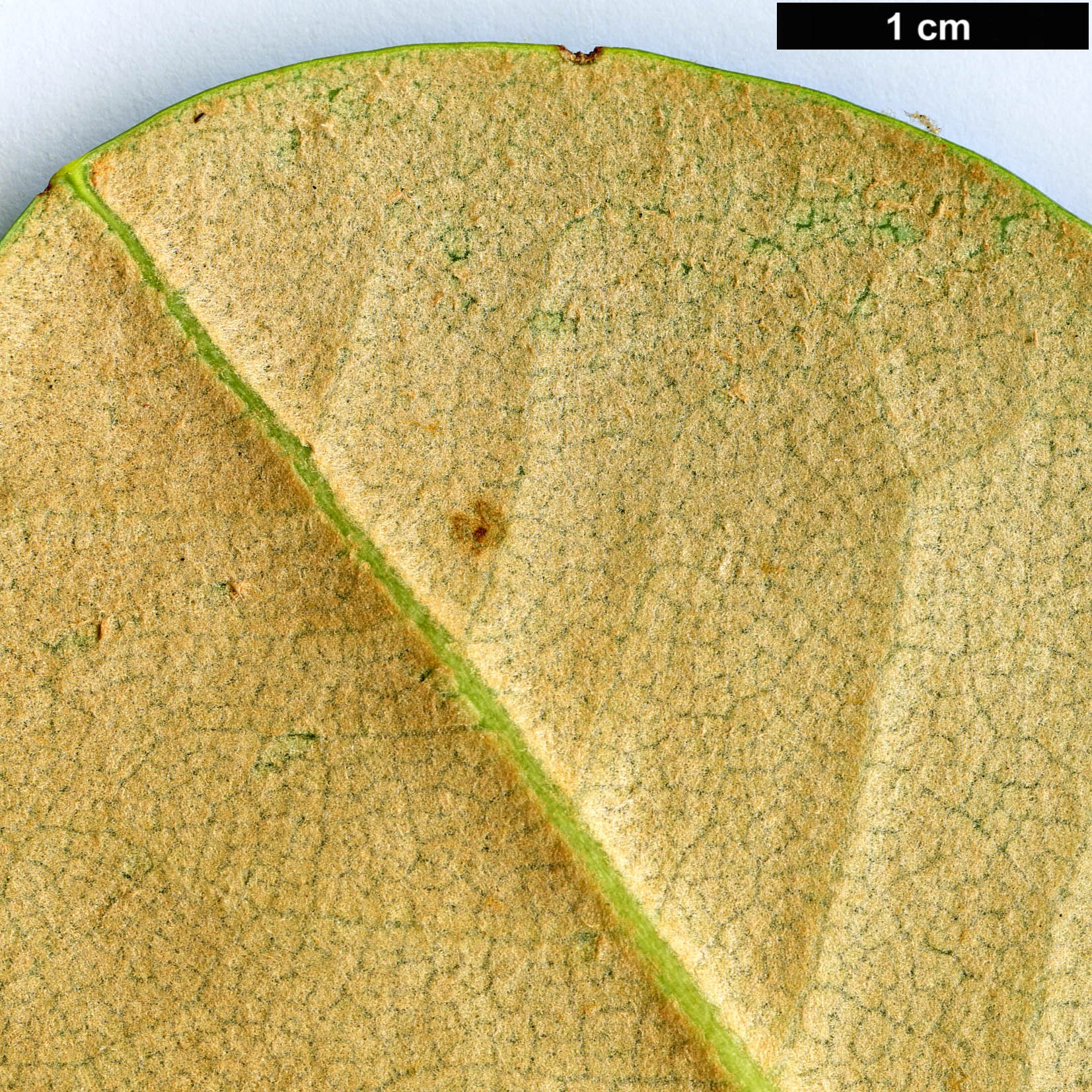 High resolution image: Family: Ericaceae - Genus: Rhododendron - Taxon: shanii