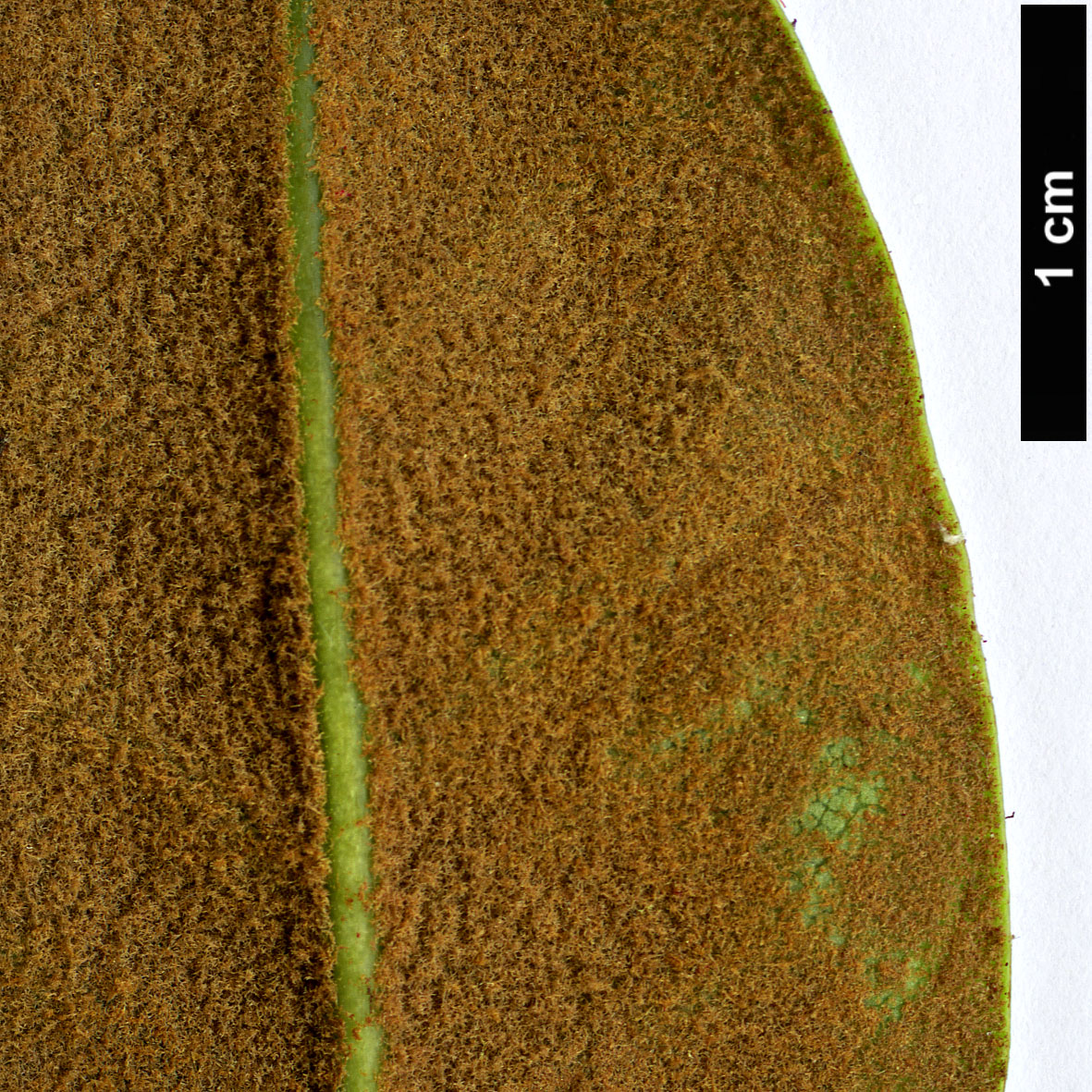 High resolution image: Family: Ericaceae - Genus: Rhododendron - Taxon: sherriffii