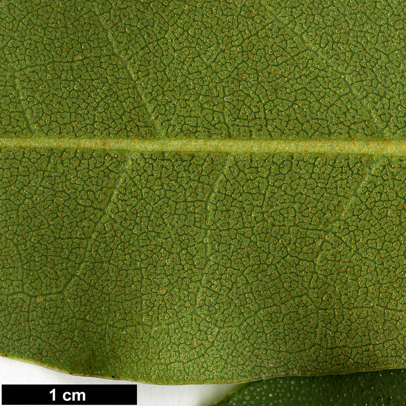 High resolution image: Family: Ericaceae - Genus: Rhododendron - Taxon: siderophyllum