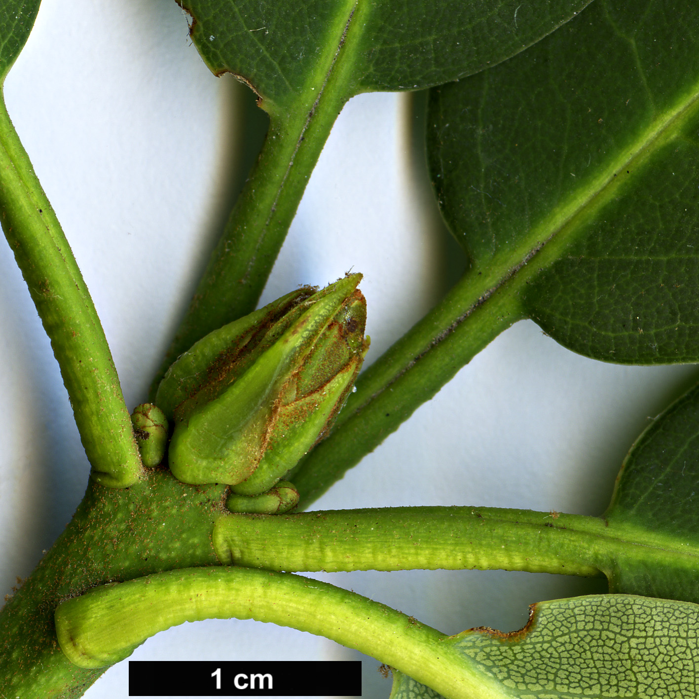 High resolution image: Family: Ericaceae - Genus: Rhododendron - Taxon: sikangense