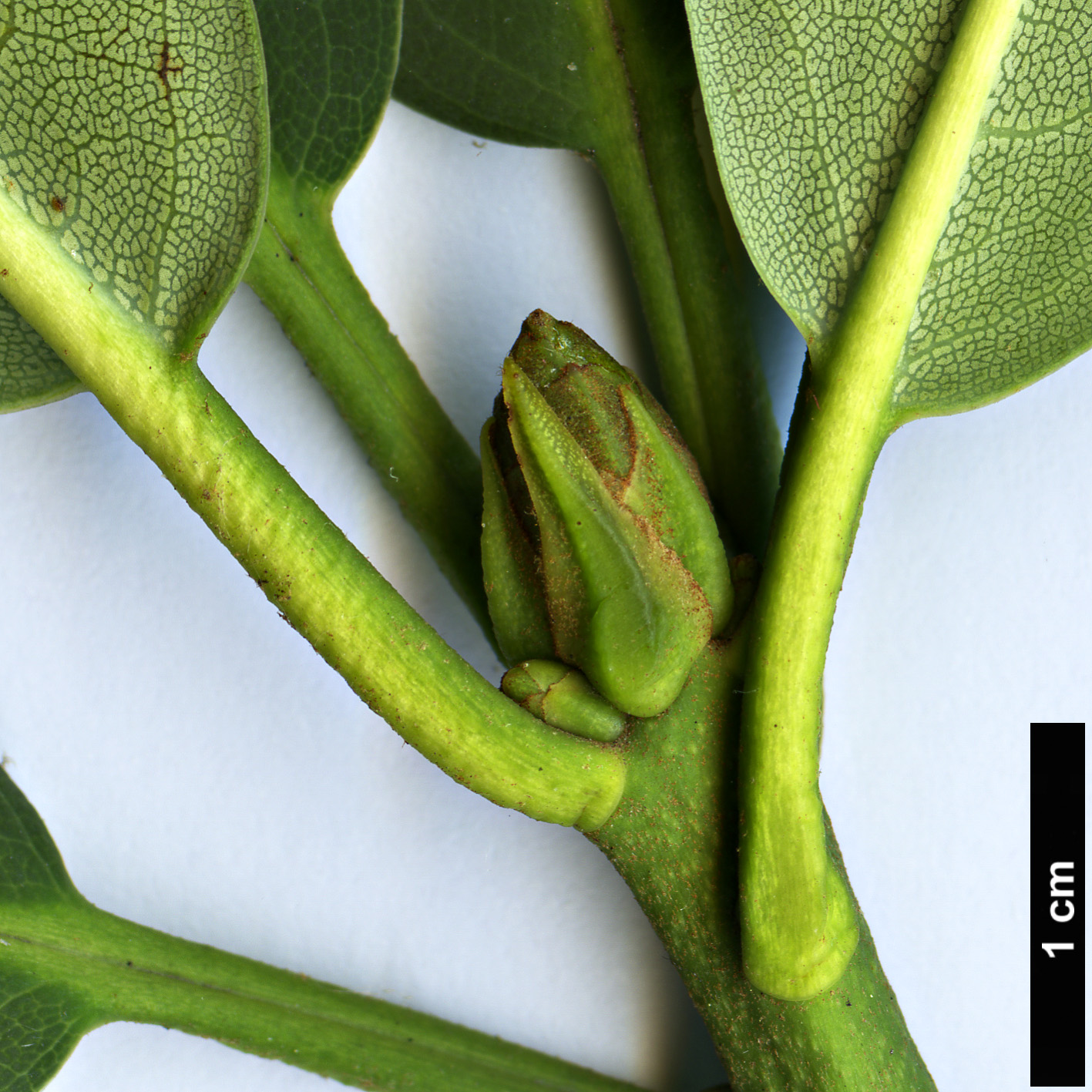 High resolution image: Family: Ericaceae - Genus: Rhododendron - Taxon: sikangense