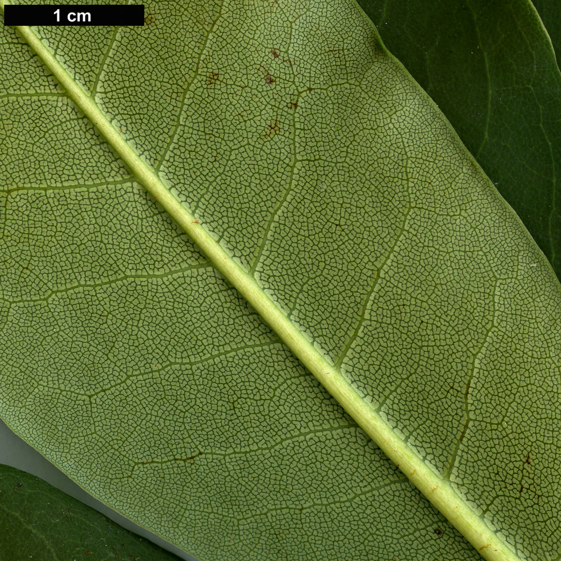 High resolution image: Family: Ericaceae - Genus: Rhododendron - Taxon: sikangense