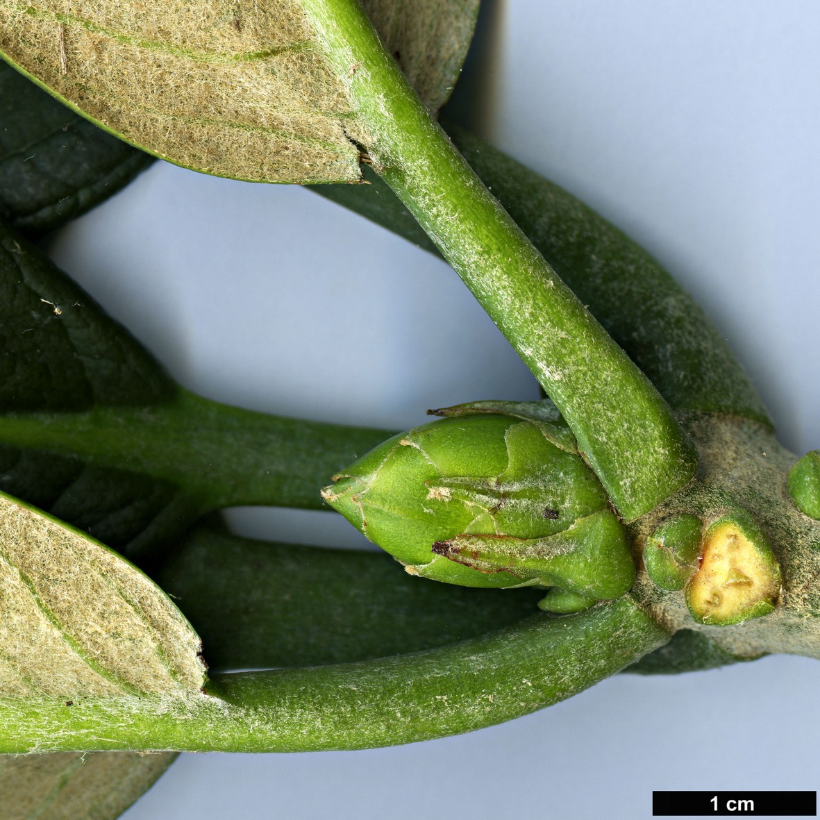 High resolution image: Family: Ericaceae - Genus: Rhododendron - Taxon: sinofalconeri