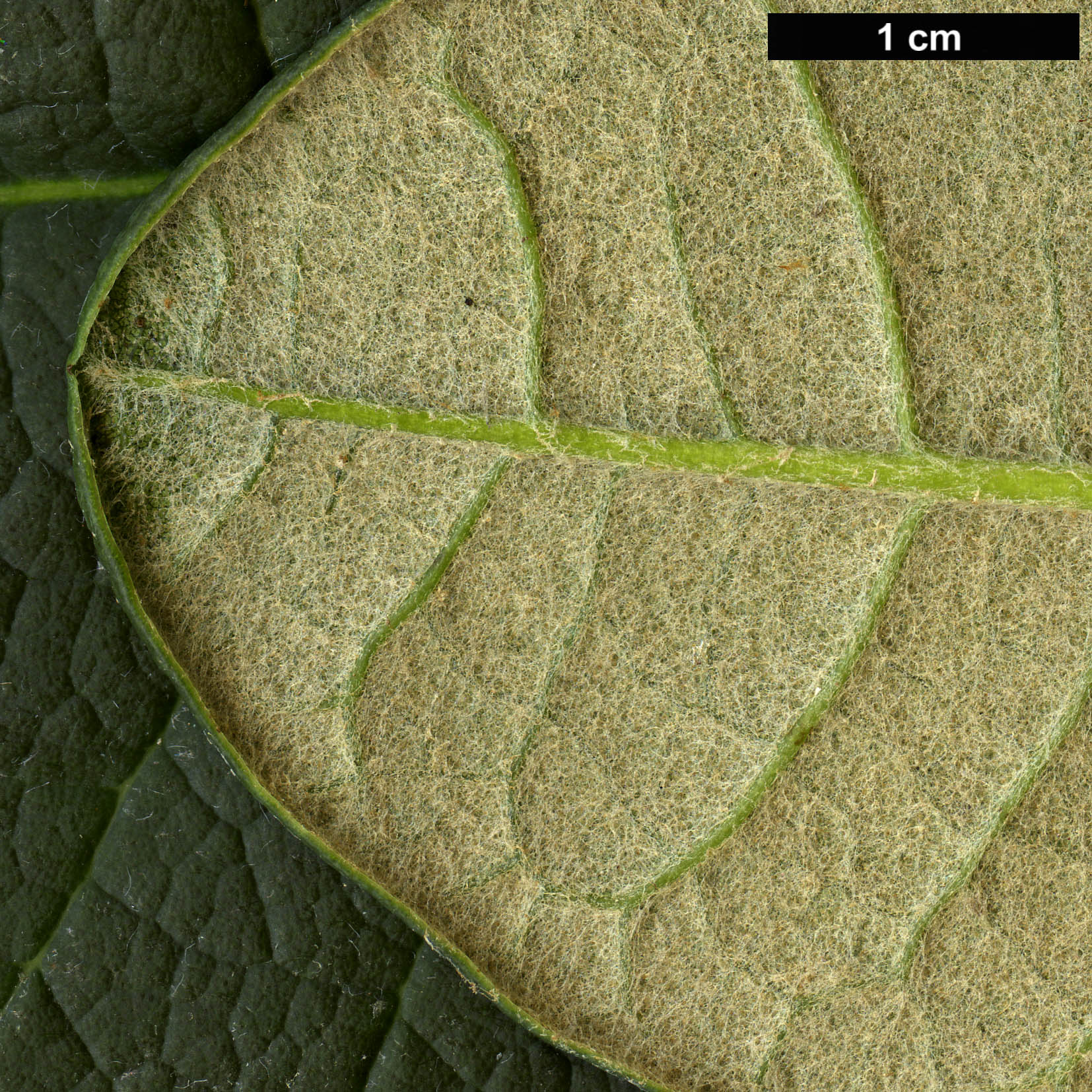 High resolution image: Family: Ericaceae - Genus: Rhododendron - Taxon: sinofalconeri