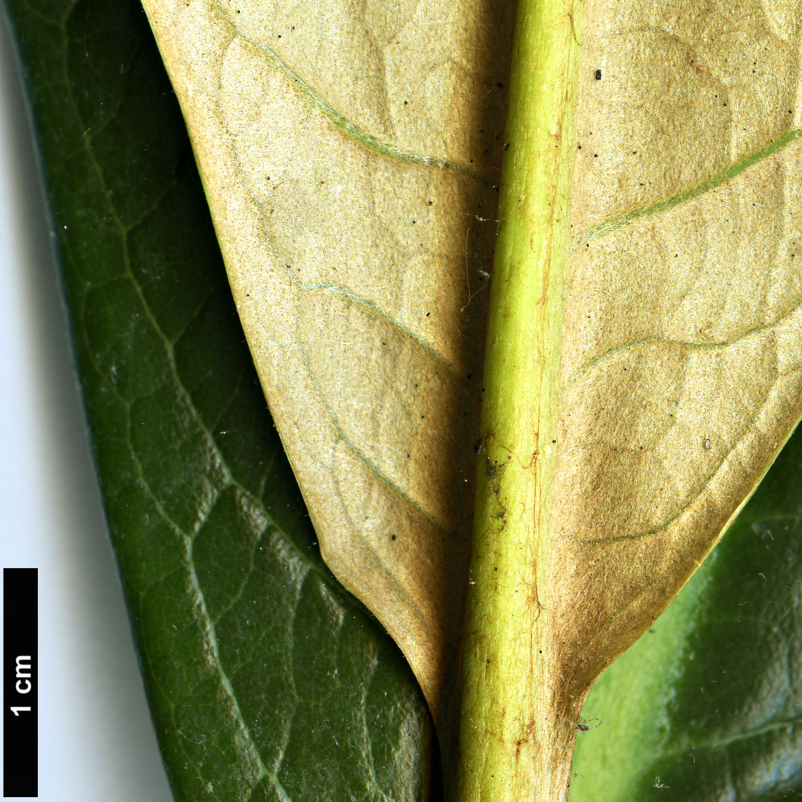 High resolution image: Family: Ericaceae - Genus: Rhododendron - Taxon: sinogrande