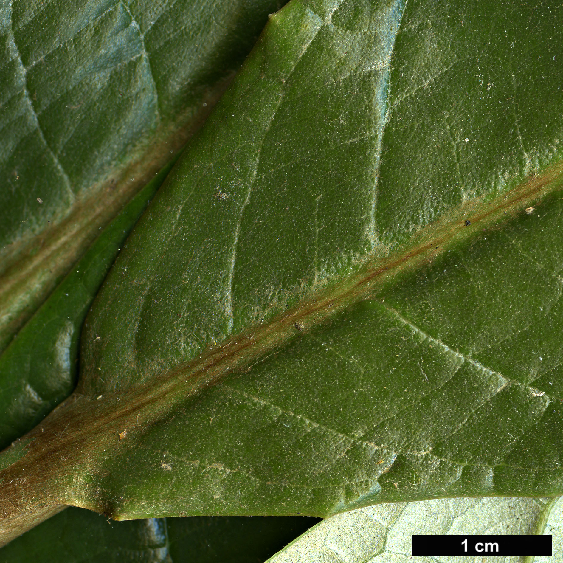 High resolution image: Family: Ericaceae - Genus: Rhododendron - Taxon: sinogrande