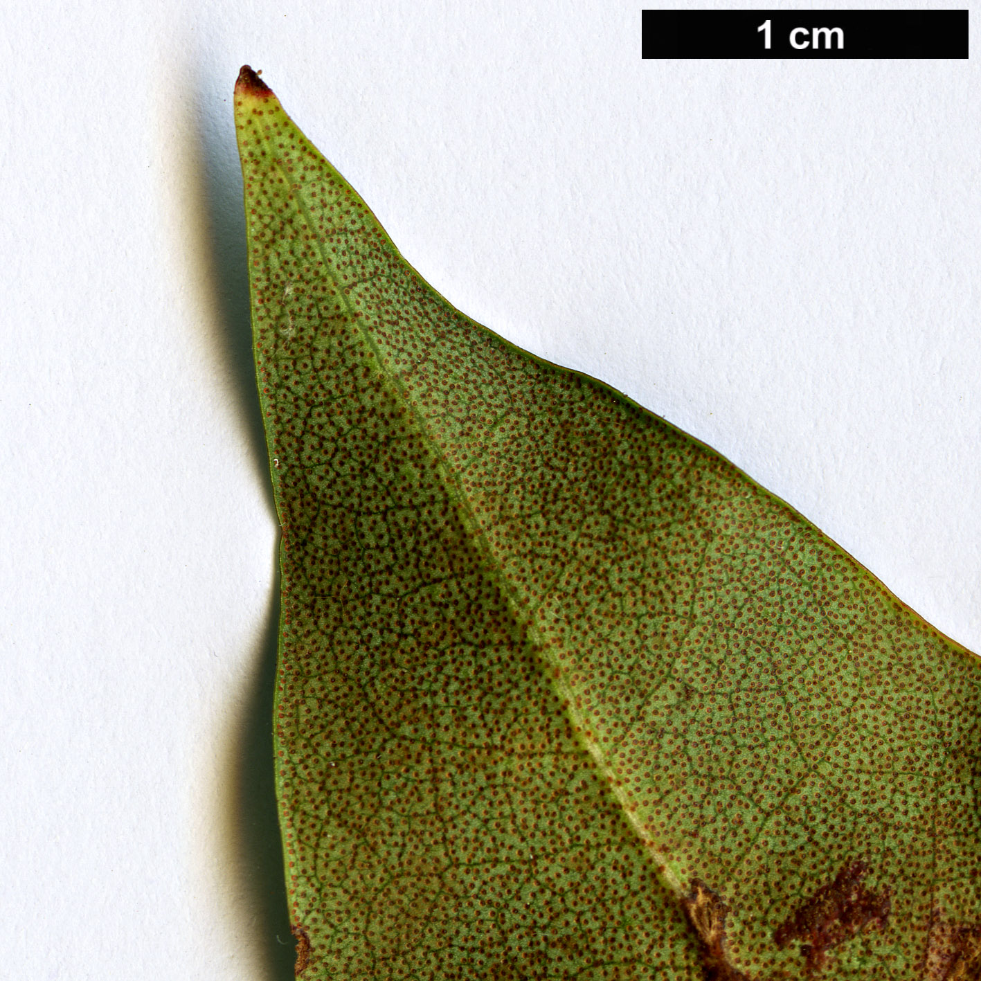 High resolution image: Family: Ericaceae - Genus: Rhododendron - Taxon: smokianum