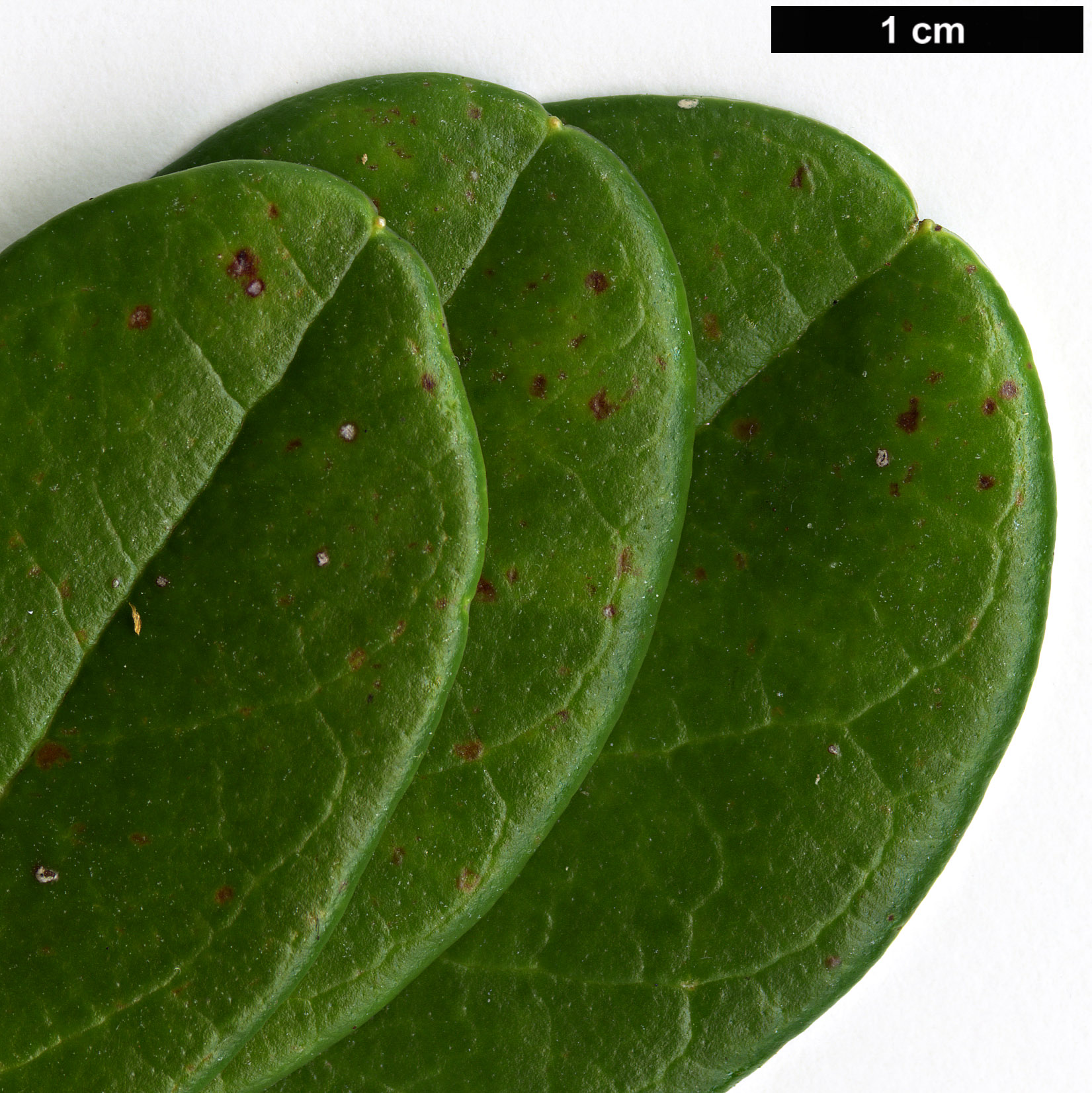 High resolution image: Family: Ericaceae - Genus: Rhododendron - Taxon: sororium