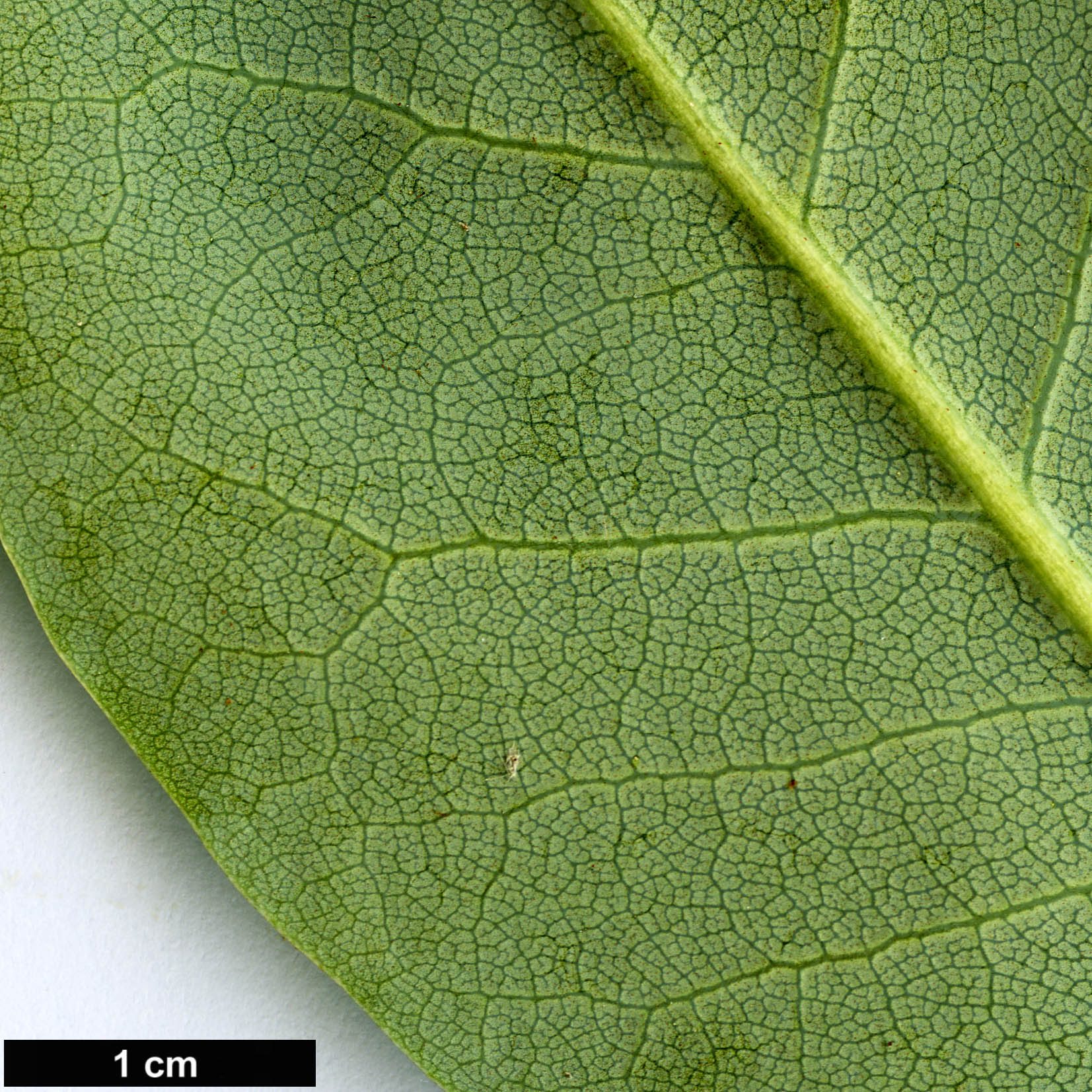 High resolution image: Family: Ericaceae - Genus: Rhododendron - Taxon: souliei