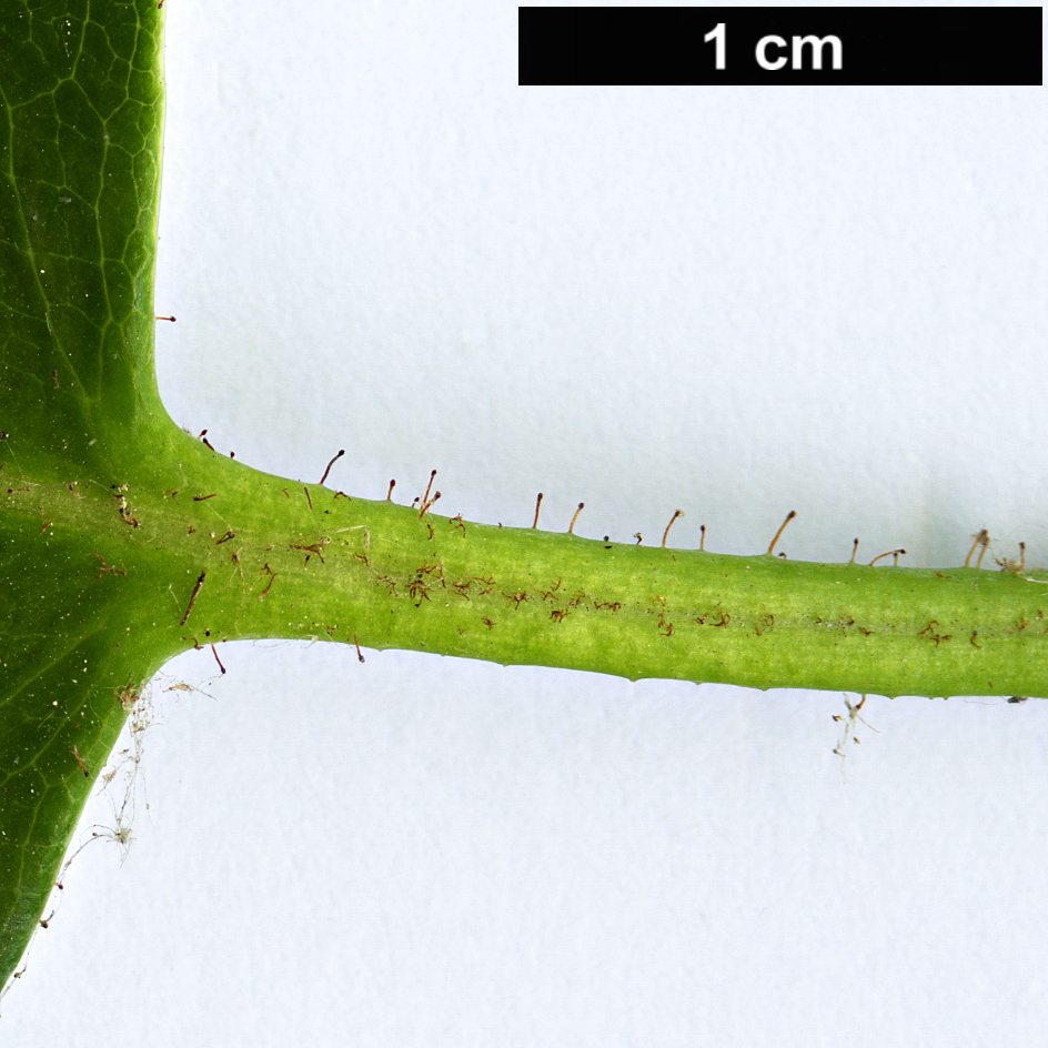 High resolution image: Family: Ericaceae - Genus: Rhododendron - Taxon: souliei