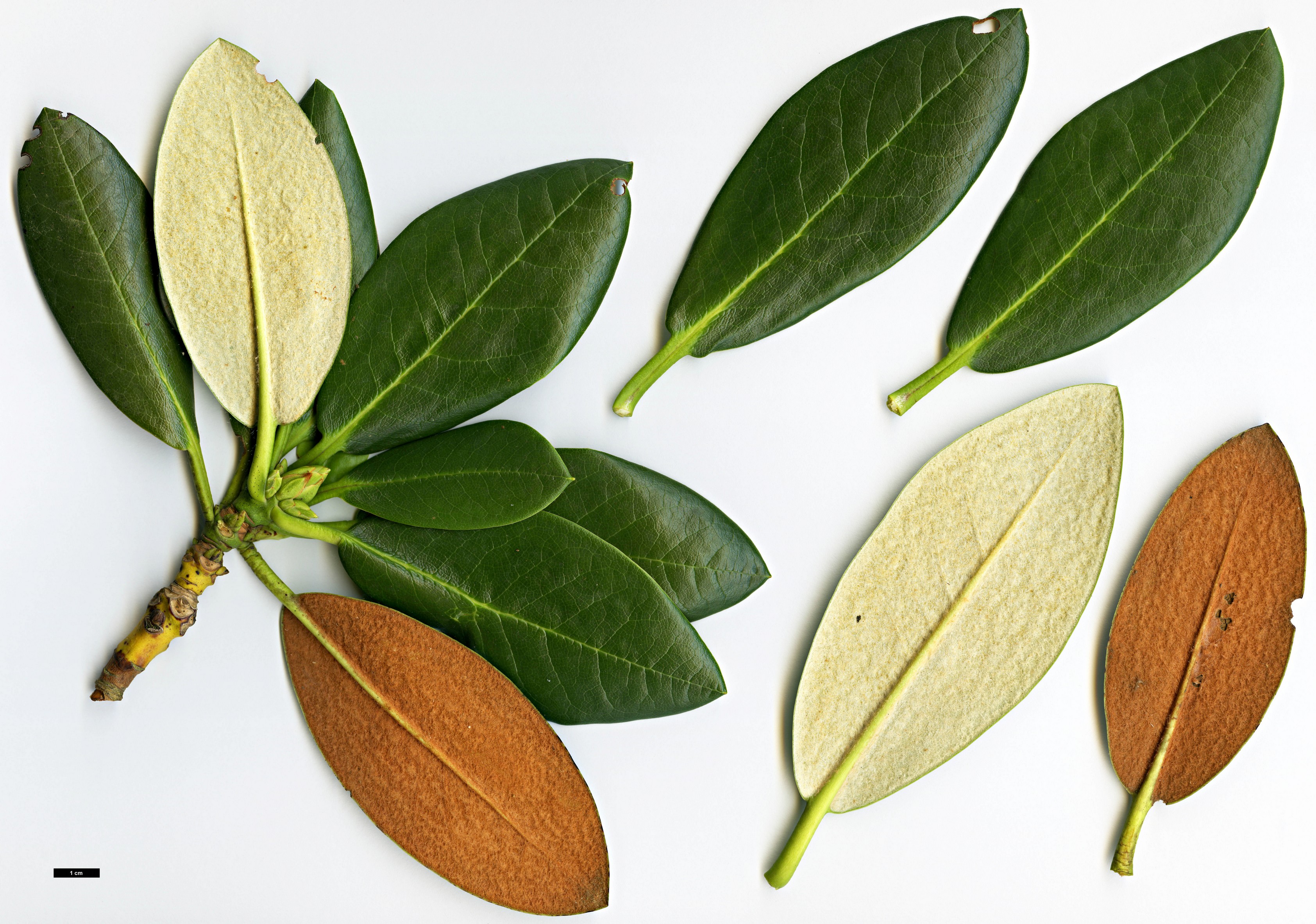 High resolution image: Family: Ericaceae - Genus: Rhododendron - Taxon: sphaeroblastum