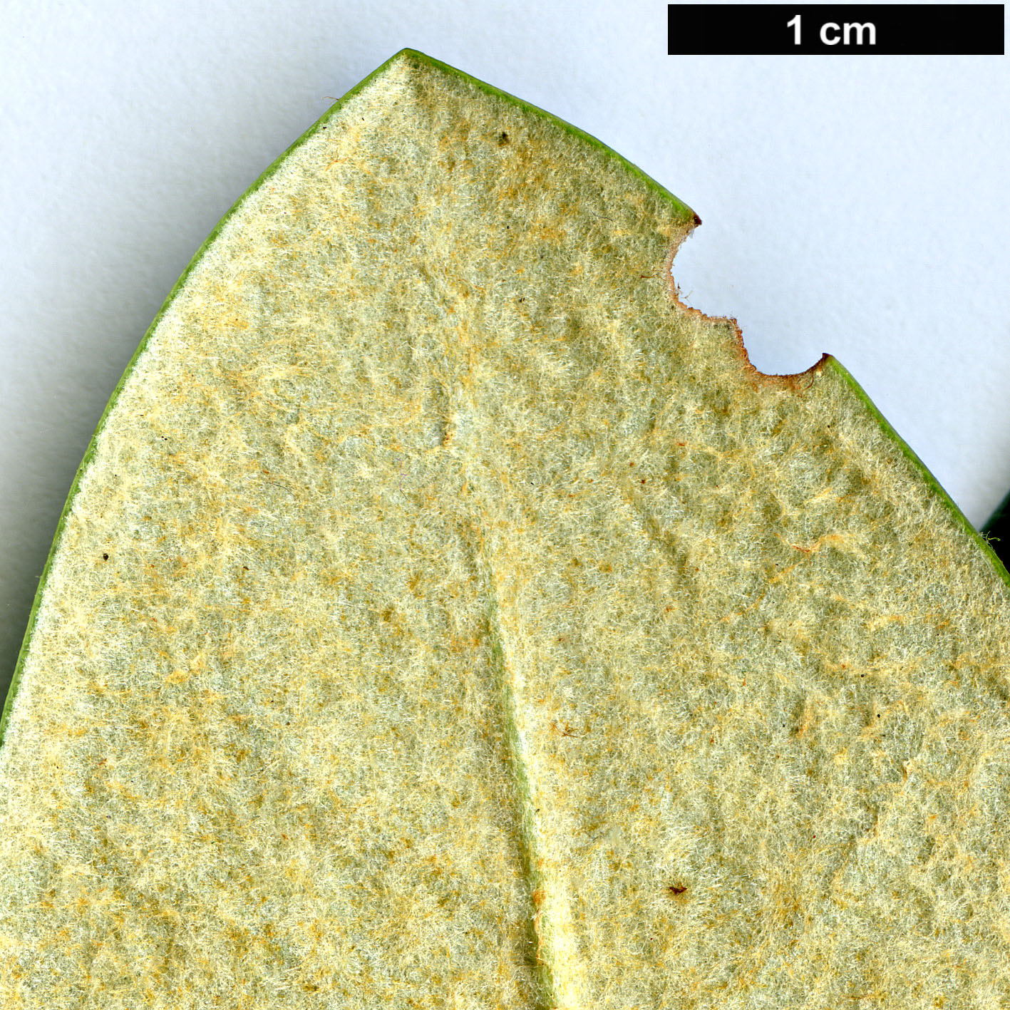 High resolution image: Family: Ericaceae - Genus: Rhododendron - Taxon: sphaeroblastum