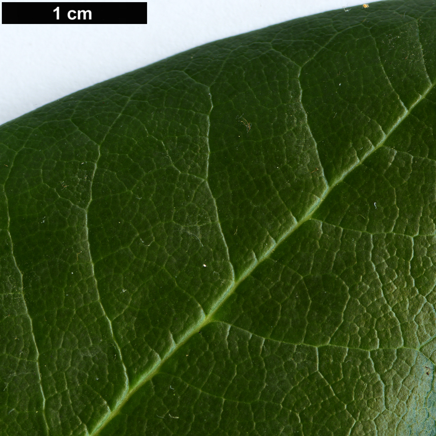 High resolution image: Family: Ericaceae - Genus: Rhododendron - Taxon: sphaeroblastum