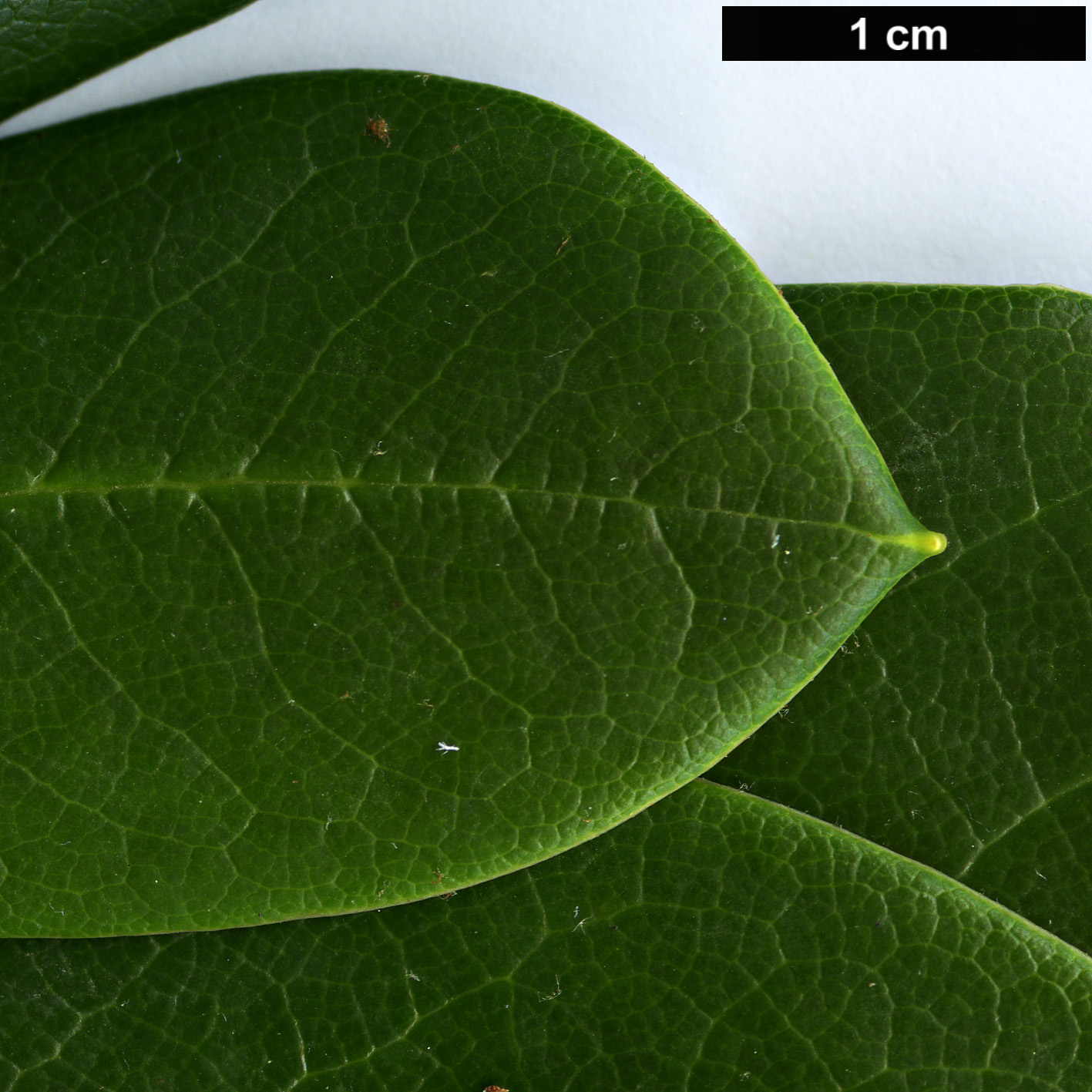 High resolution image: Family: Ericaceae - Genus: Rhododendron - Taxon: sphaeroblastum