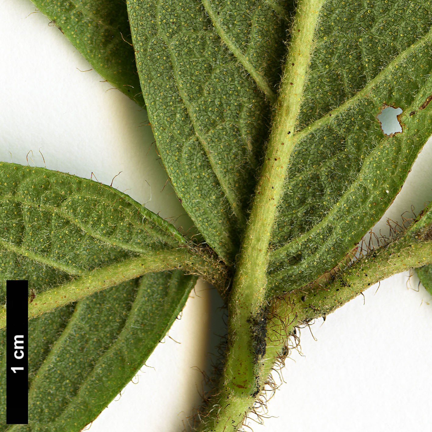 High resolution image: Family: Ericaceae - Genus: Rhododendron - Taxon: spinuliferum