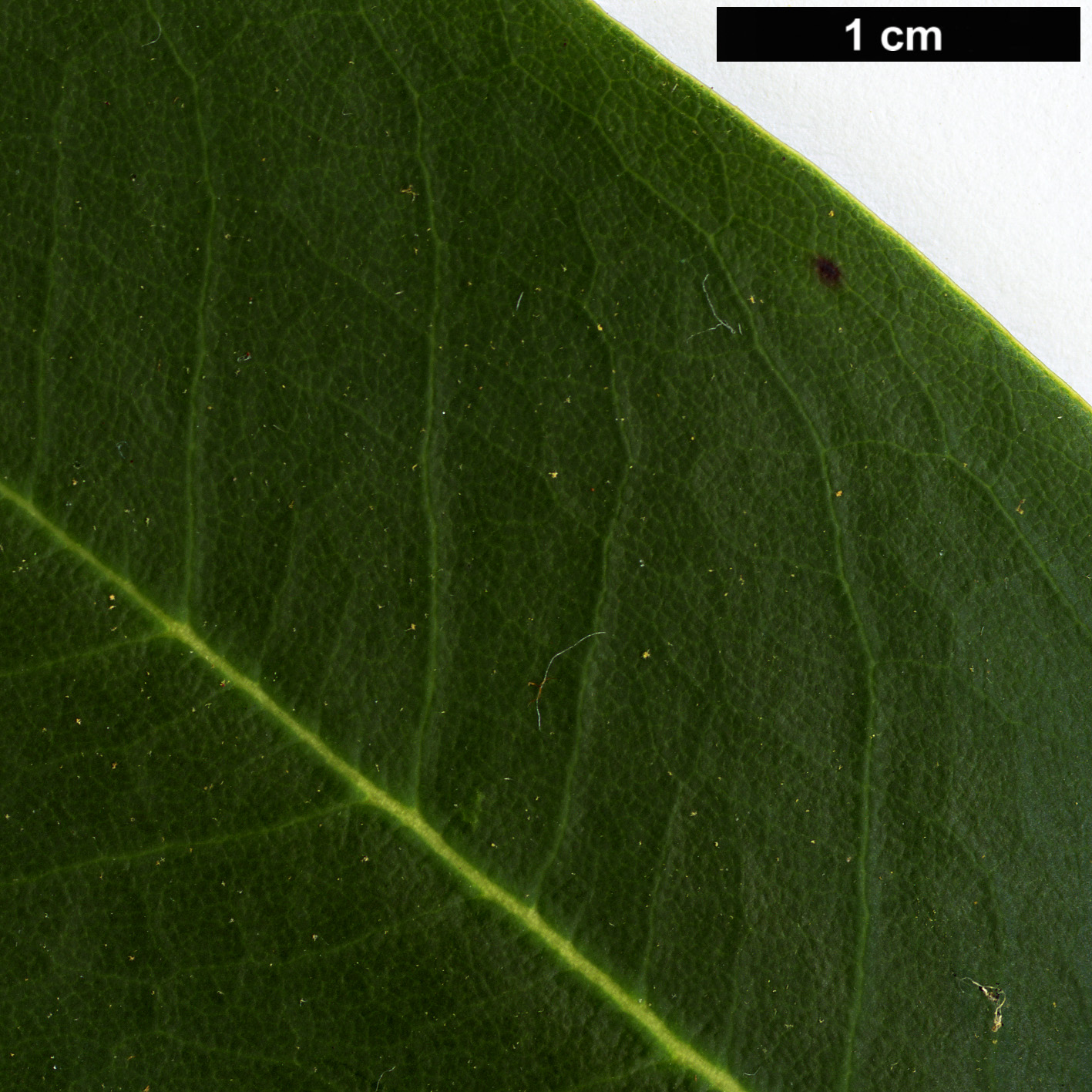 High resolution image: Family: Ericaceae - Genus: Rhododendron - Taxon: stewartianum