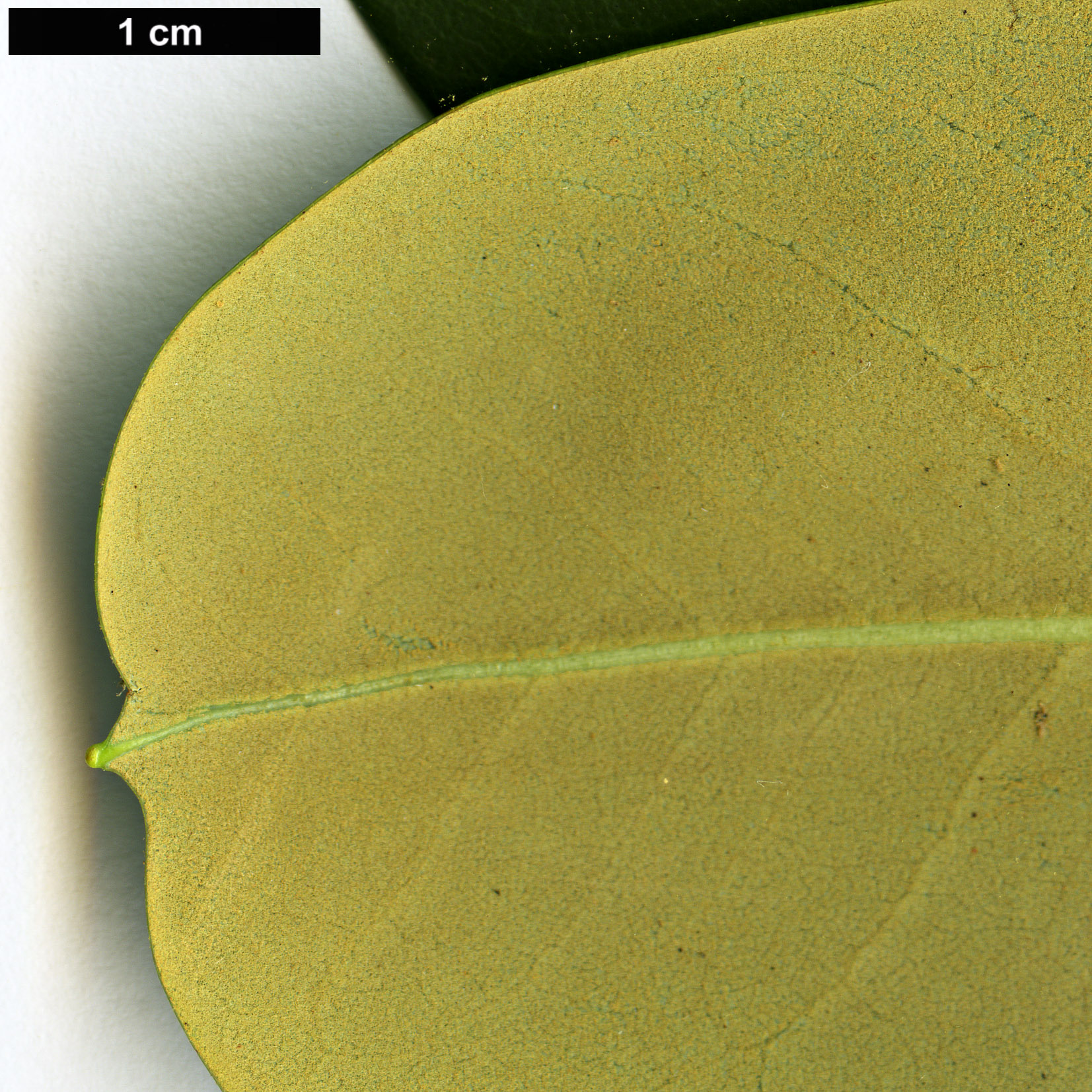 High resolution image: Family: Ericaceae - Genus: Rhododendron - Taxon: stewartianum