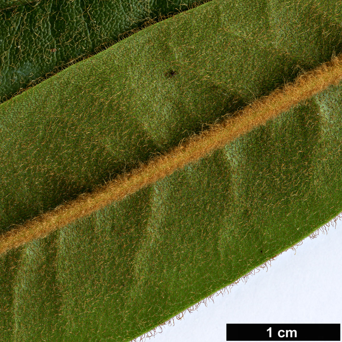 High resolution image: Family: Ericaceae - Genus: Rhododendron - Taxon: strigillosum