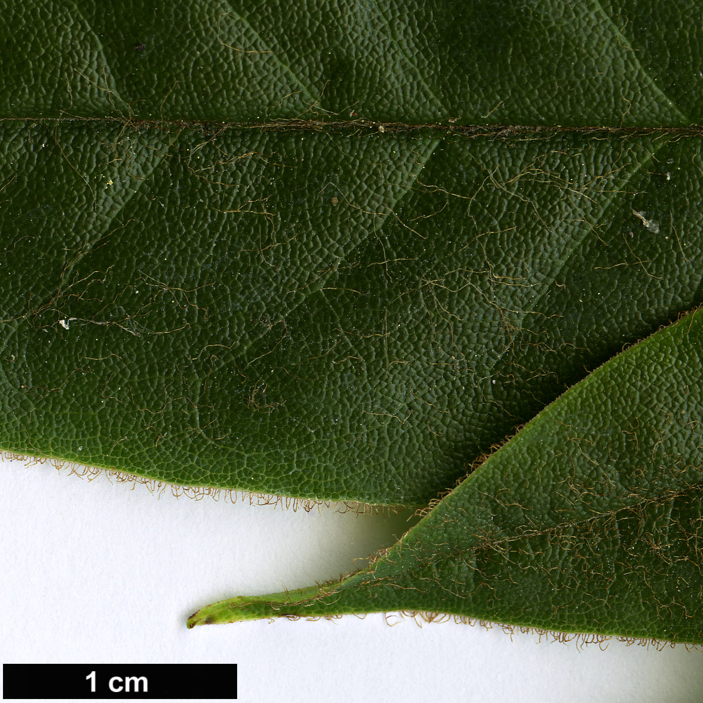 High resolution image: Family: Ericaceae - Genus: Rhododendron - Taxon: strigillosum