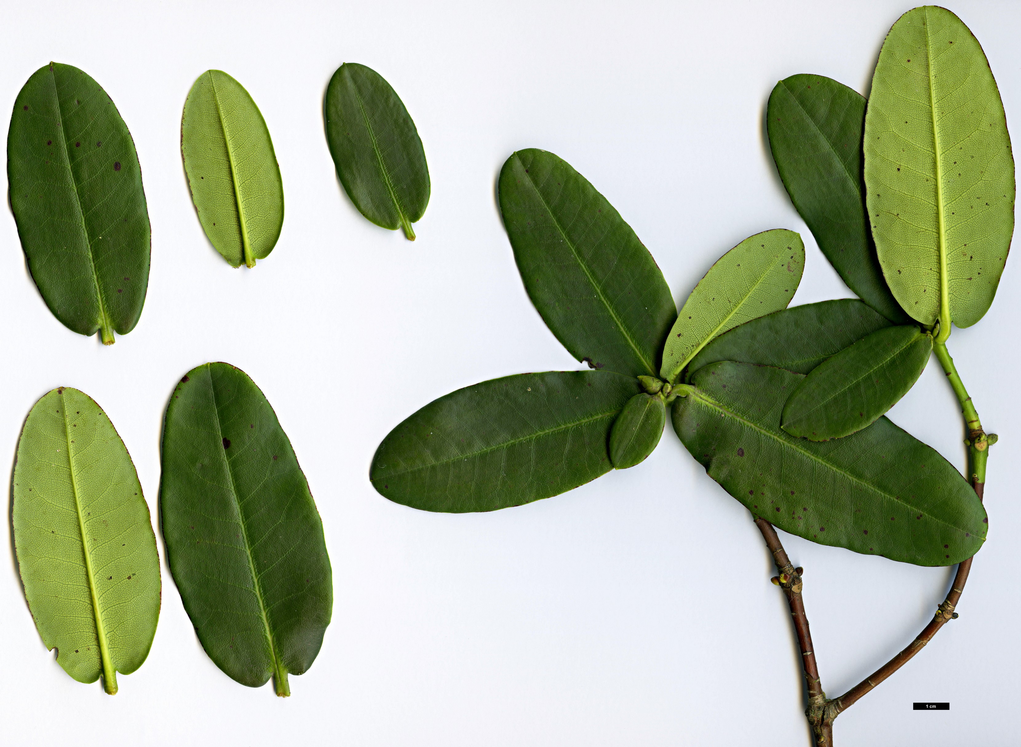 High resolution image: Family: Ericaceae - Genus: Rhododendron - Taxon: succothii