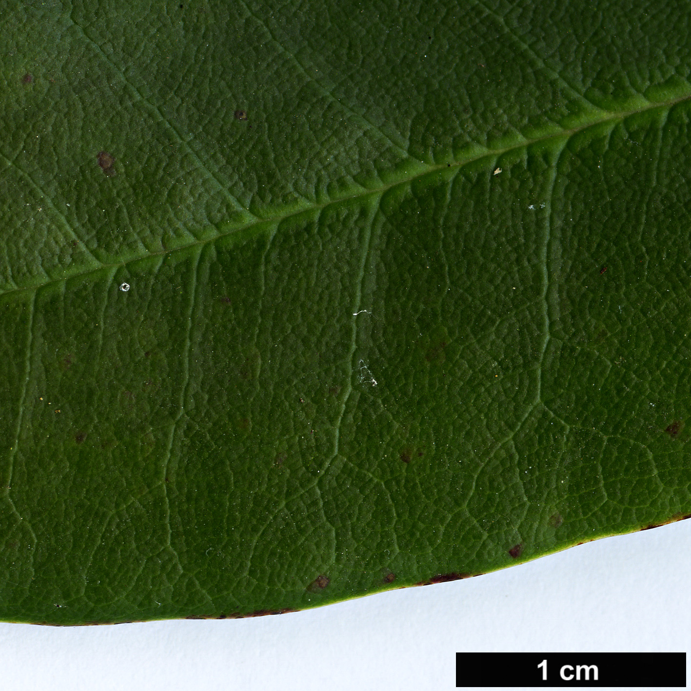 High resolution image: Family: Ericaceae - Genus: Rhododendron - Taxon: succothii