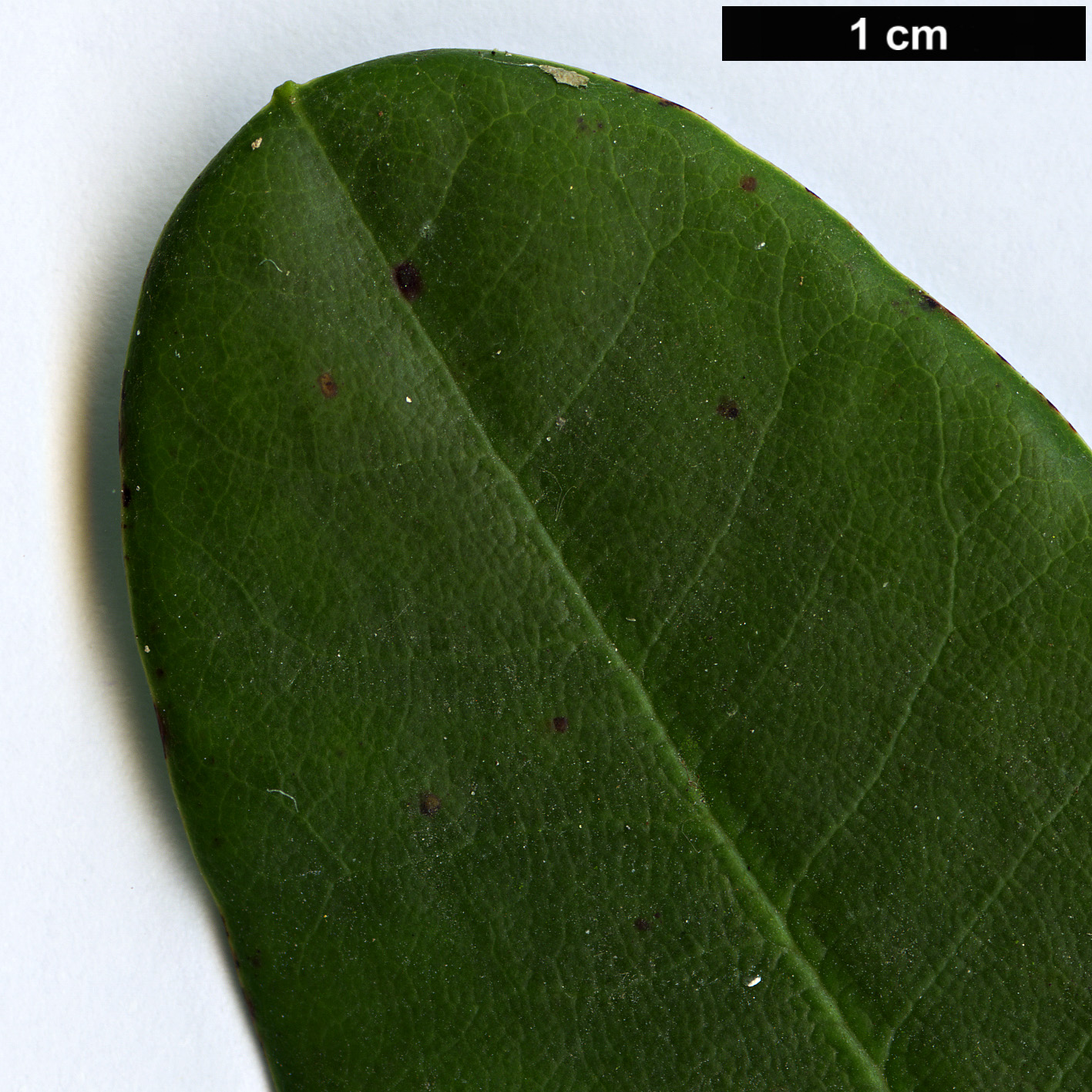 High resolution image: Family: Ericaceae - Genus: Rhododendron - Taxon: succothii