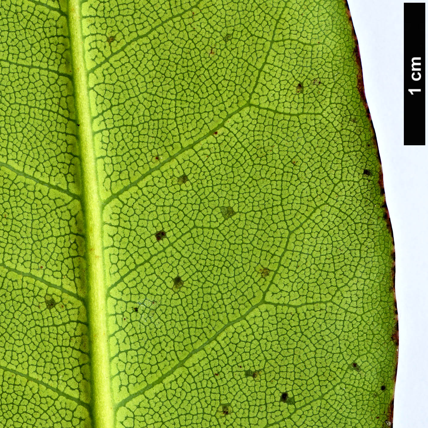 High resolution image: Family: Ericaceae - Genus: Rhododendron - Taxon: succothii