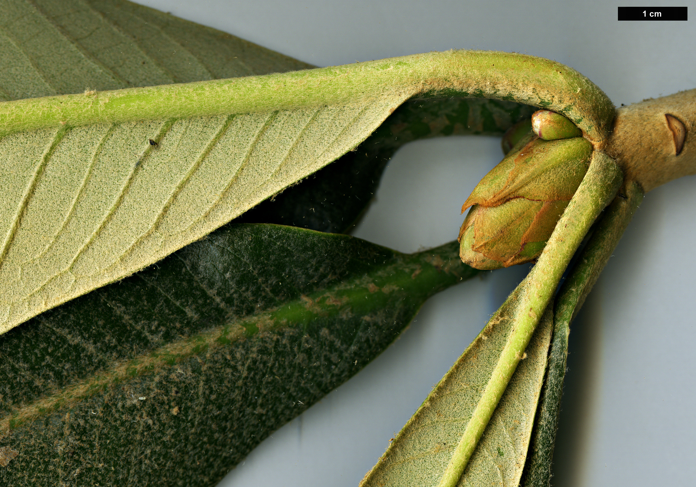 High resolution image: Family: Ericaceae - Genus: Rhododendron - Taxon: suoilenhense