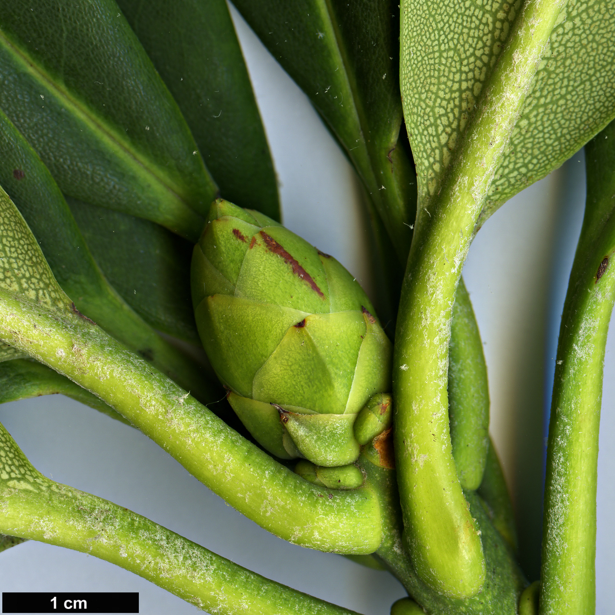 High resolution image: Family: Ericaceae - Genus: Rhododendron - Taxon: sutchuenense