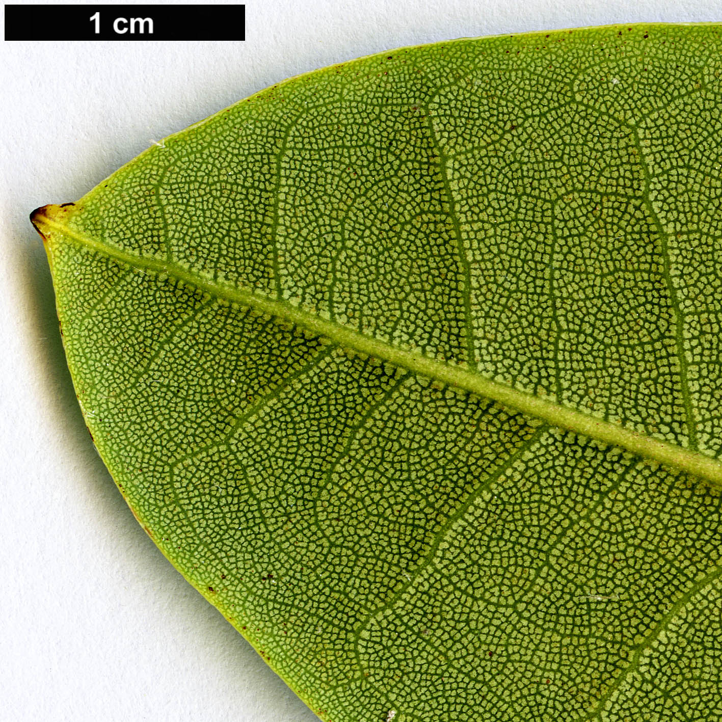 High resolution image: Family: Ericaceae - Genus: Rhododendron - Taxon: sutchuenense