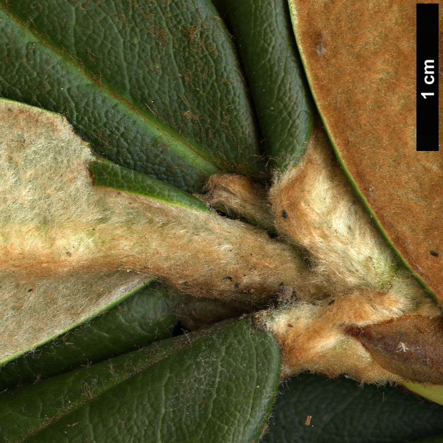 High resolution image: Family: Ericaceae - Genus: Rhododendron - Taxon: taliense