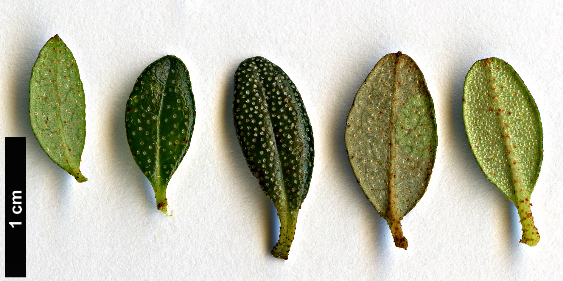 High resolution image: Family: Ericaceae - Genus: Rhododendron - Taxon: tapetiforme