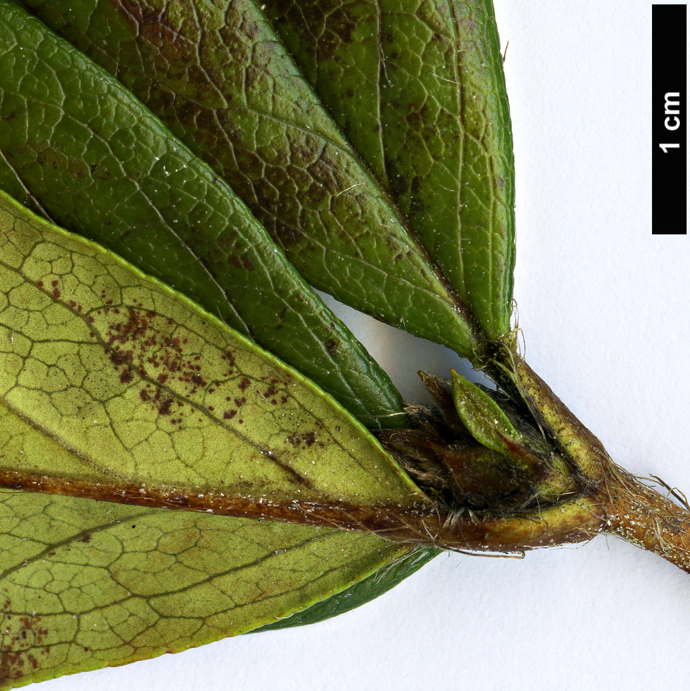 High resolution image: Family: Ericaceae - Genus: Rhododendron - Taxon: tashiroi