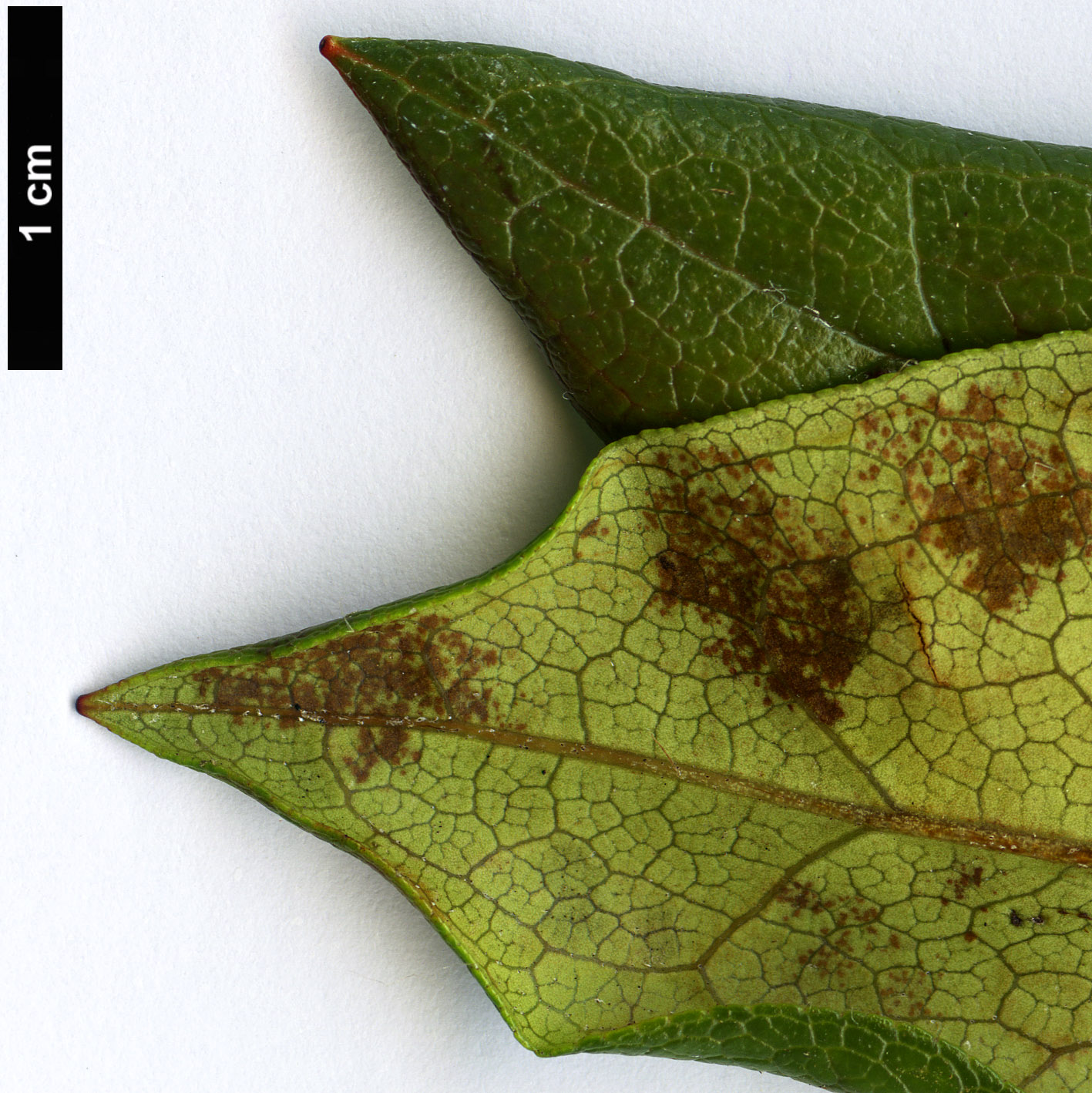 High resolution image: Family: Ericaceae - Genus: Rhododendron - Taxon: tashiroi